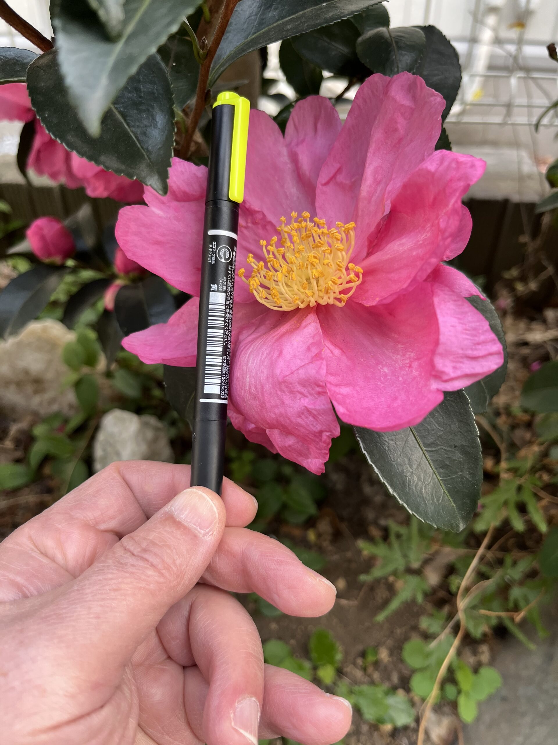 またラインマーカーで大きさの比較をやってみた。撮影:2025.12.13