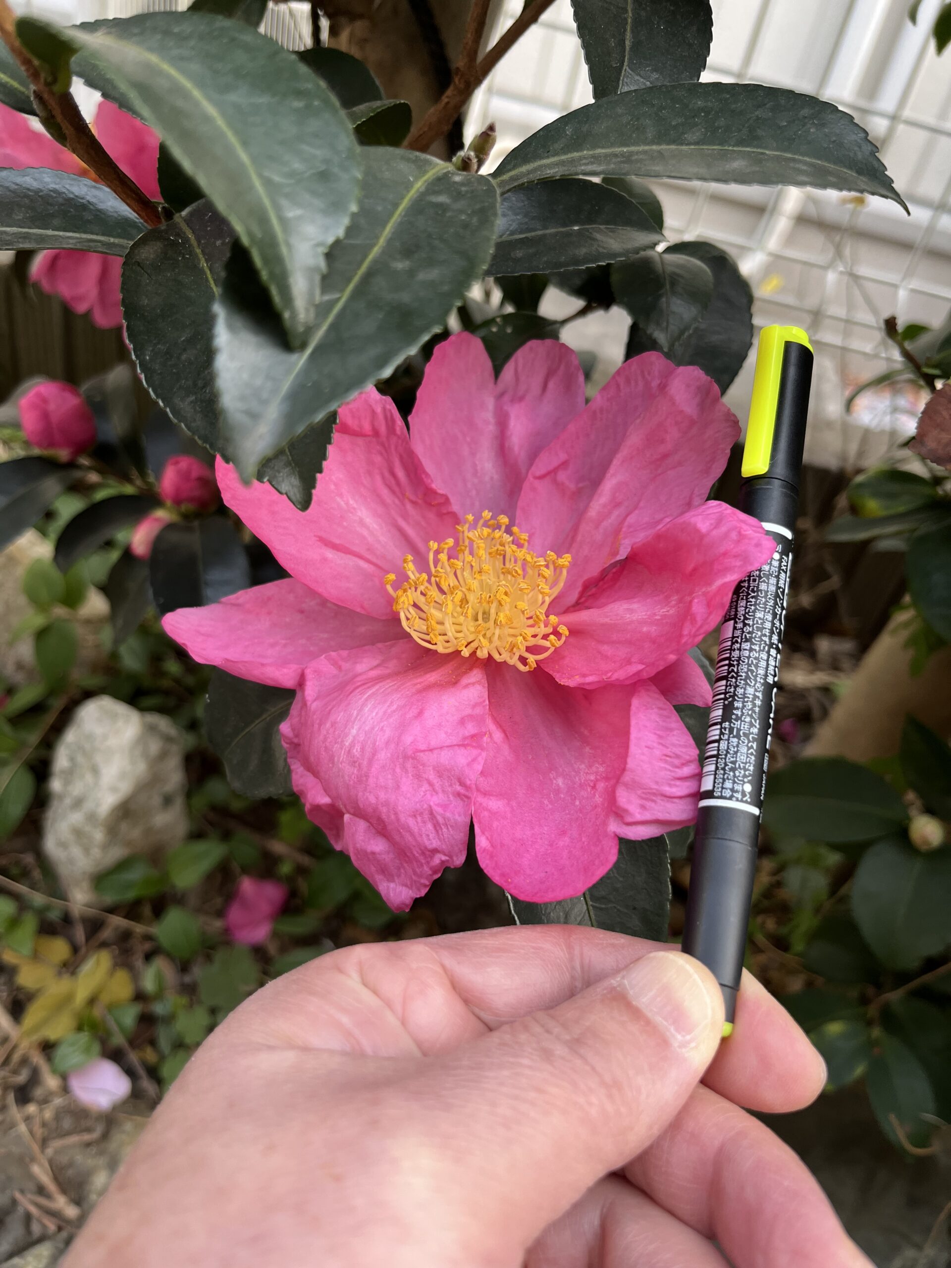 またラインマーカーで比較をやってみた。こちらの方が分かりやすく正確かもしれない。撮影:2025.12.13