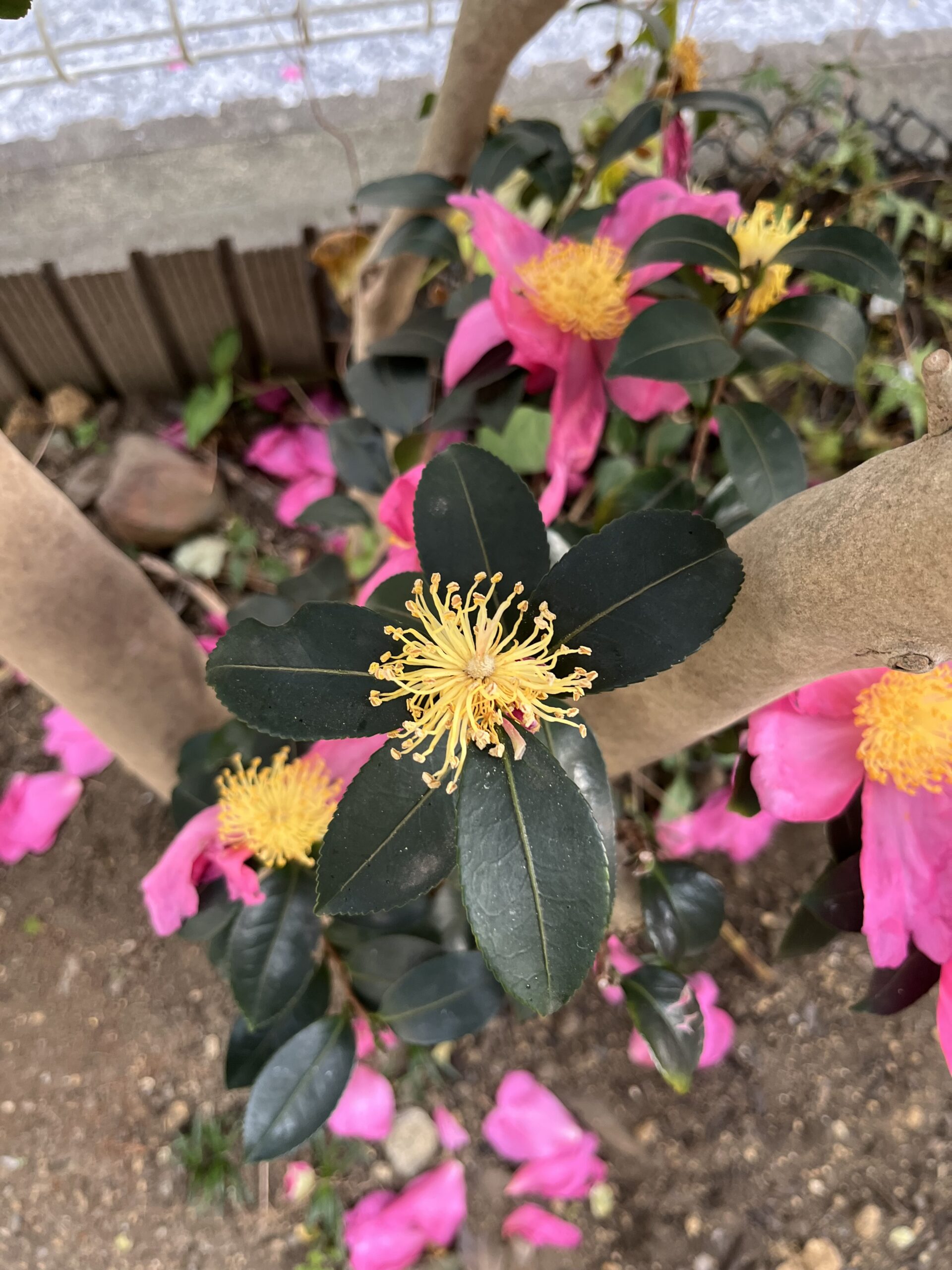 サザンカの萎れた花びらはパラパラと1枚ずつ地表に落ちる。全て落ち切った後、中央の真っ黄色の雄蕊と雌蕊だけが残るが、これがまた美しい。撮影:2025.12.13