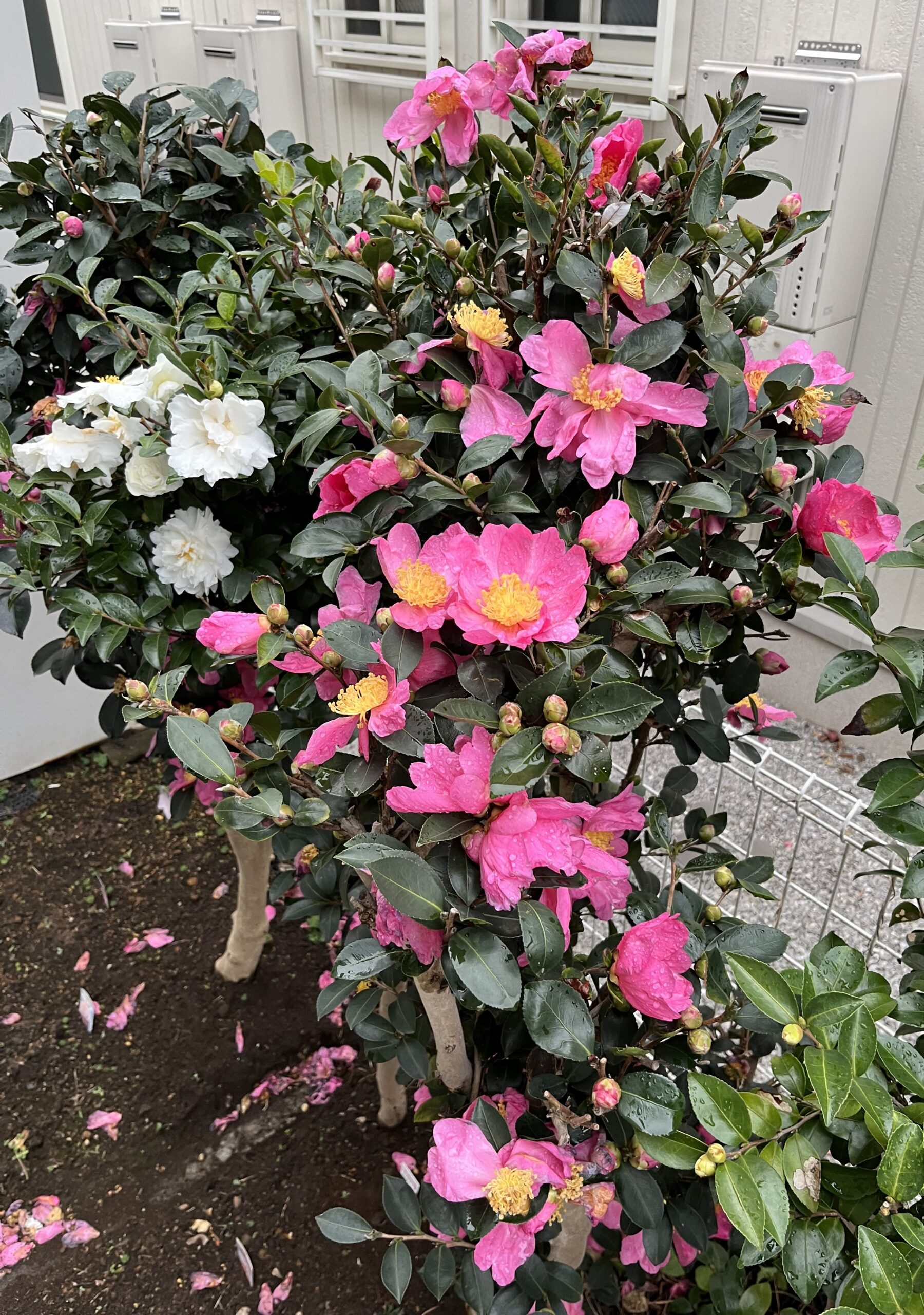 中段には今まさに開花したばかりの隣り合う素晴らしい2輪が咲き誇る一方で、その上にも下にも既に萎れて汚くなった花の残骸がある。撮影:2025.12.14