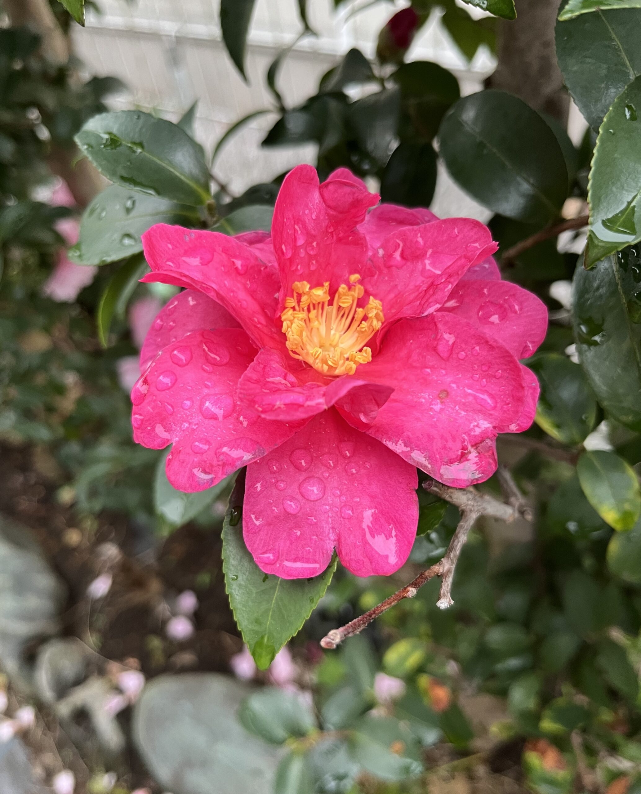 12月14日(日)の午前中、東京では久々の強い雨が降った。午後、雨が上がった後で撮影したものがこれ。水滴が実に美しい。撮影:2025.12.14