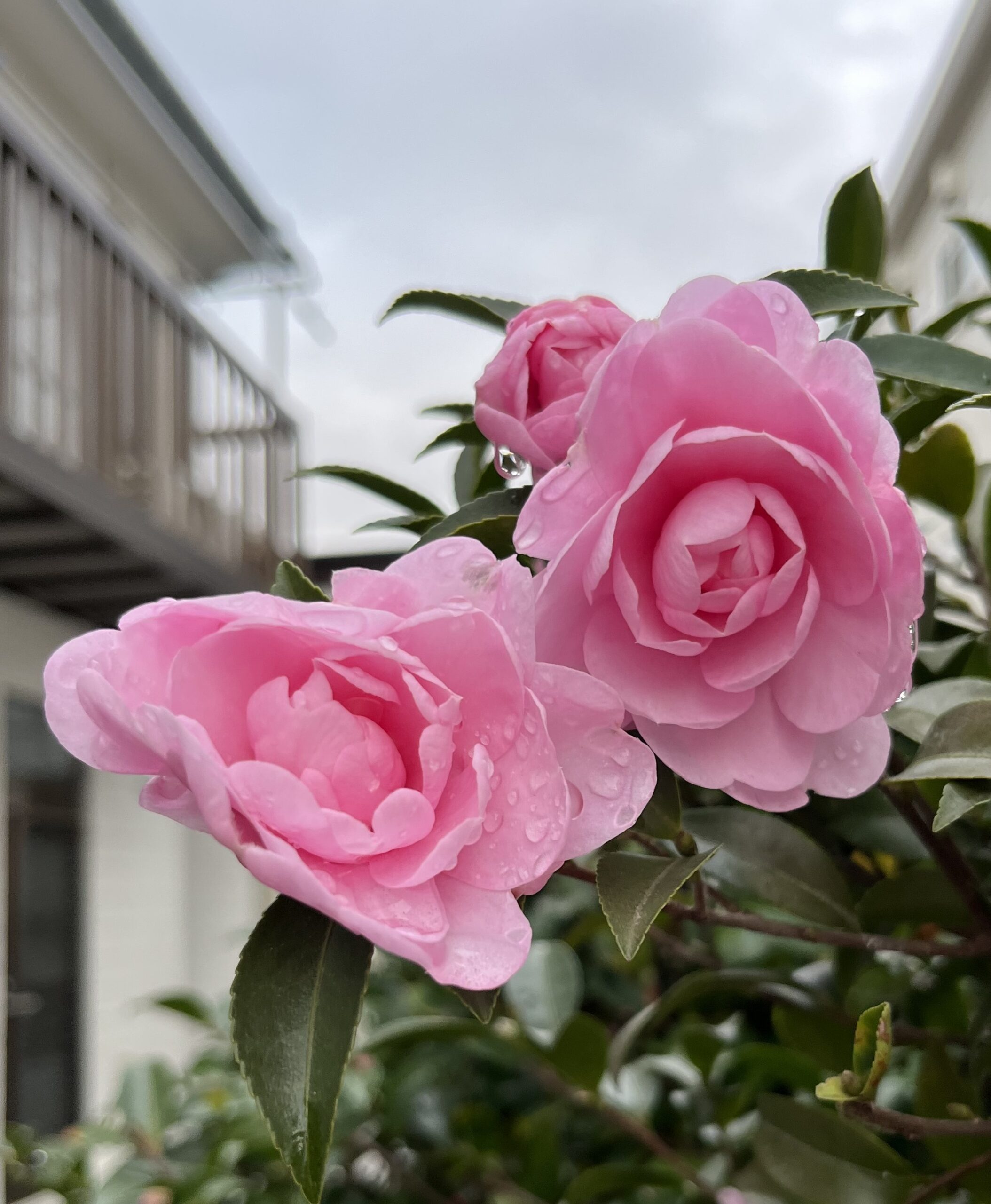 水滴がついた「乙女」の花が何とも美しい。撮影:2025.12.14