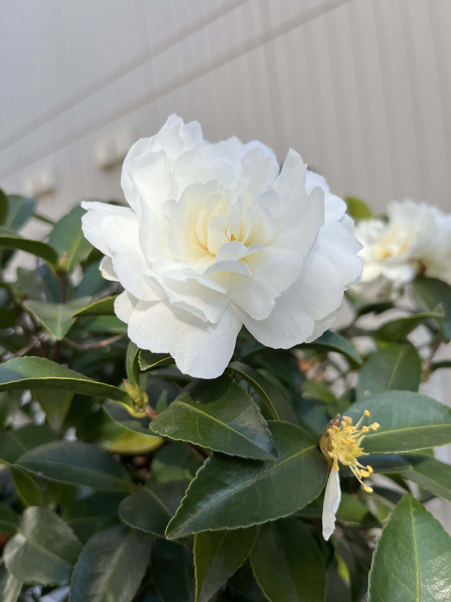 最後の最後に「富士の峰」! 2026.1.18撮影