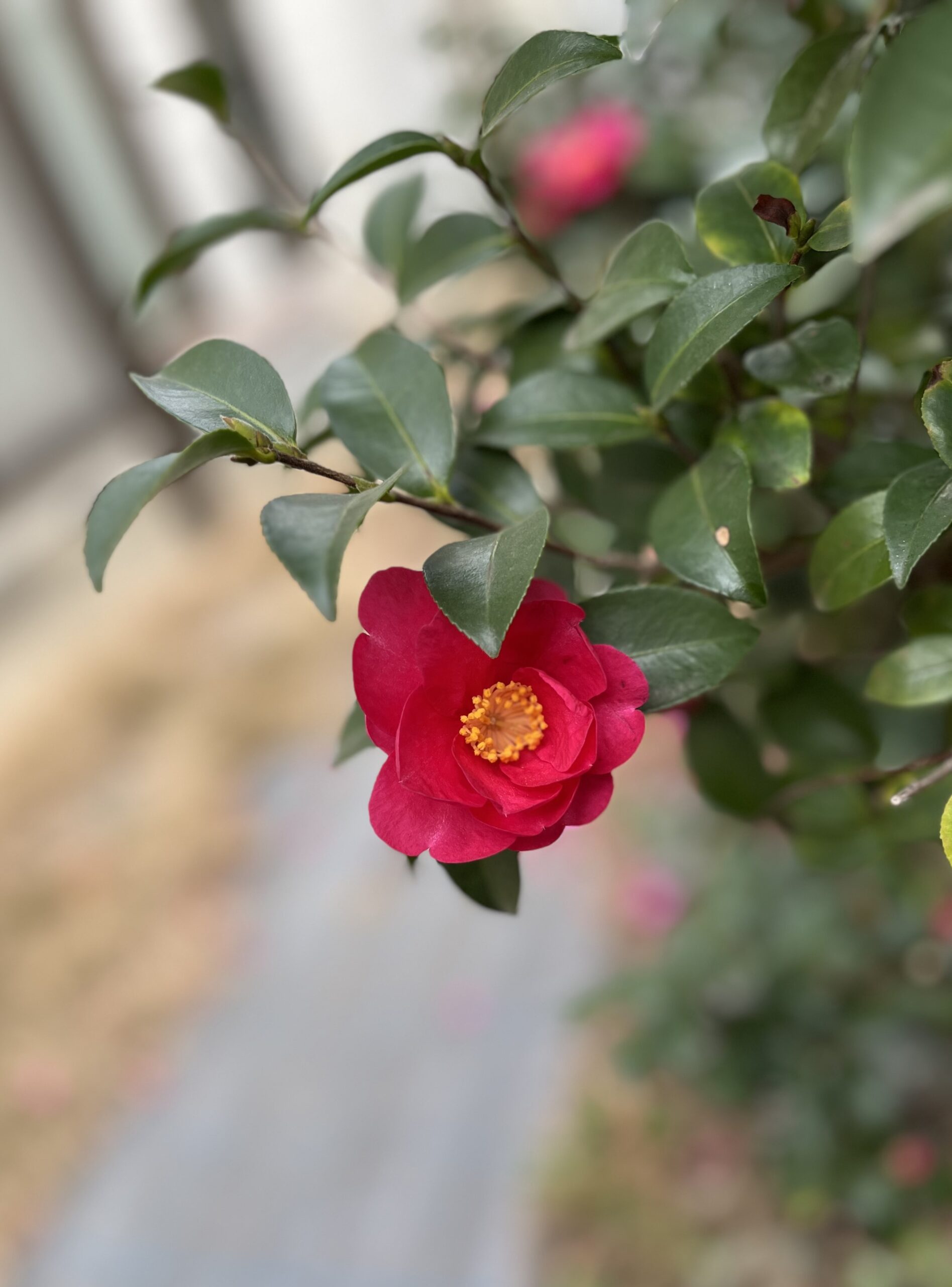 ポートレートで撮影した。2026.1.21撮影