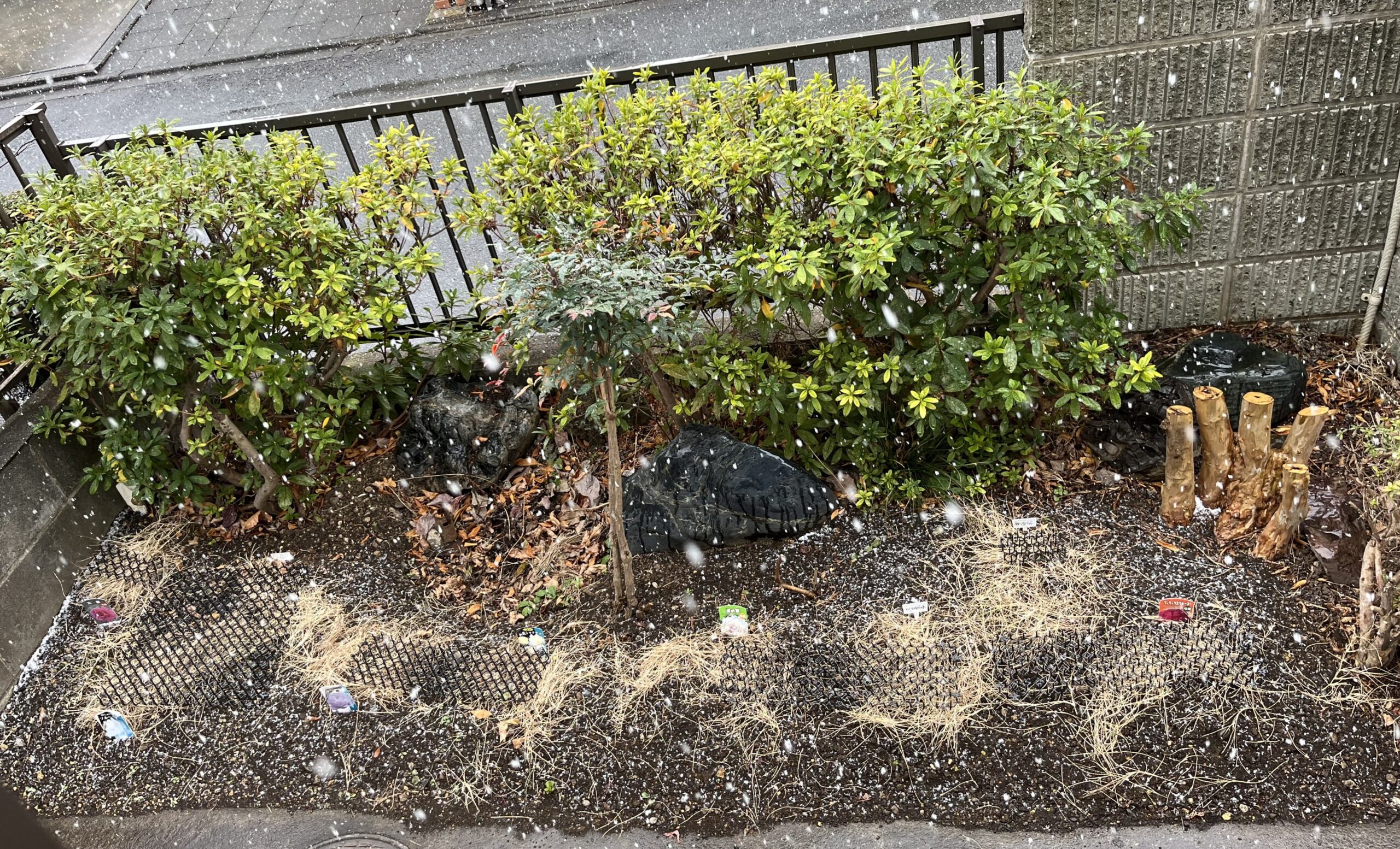 撮影:2月7日(土)13:28