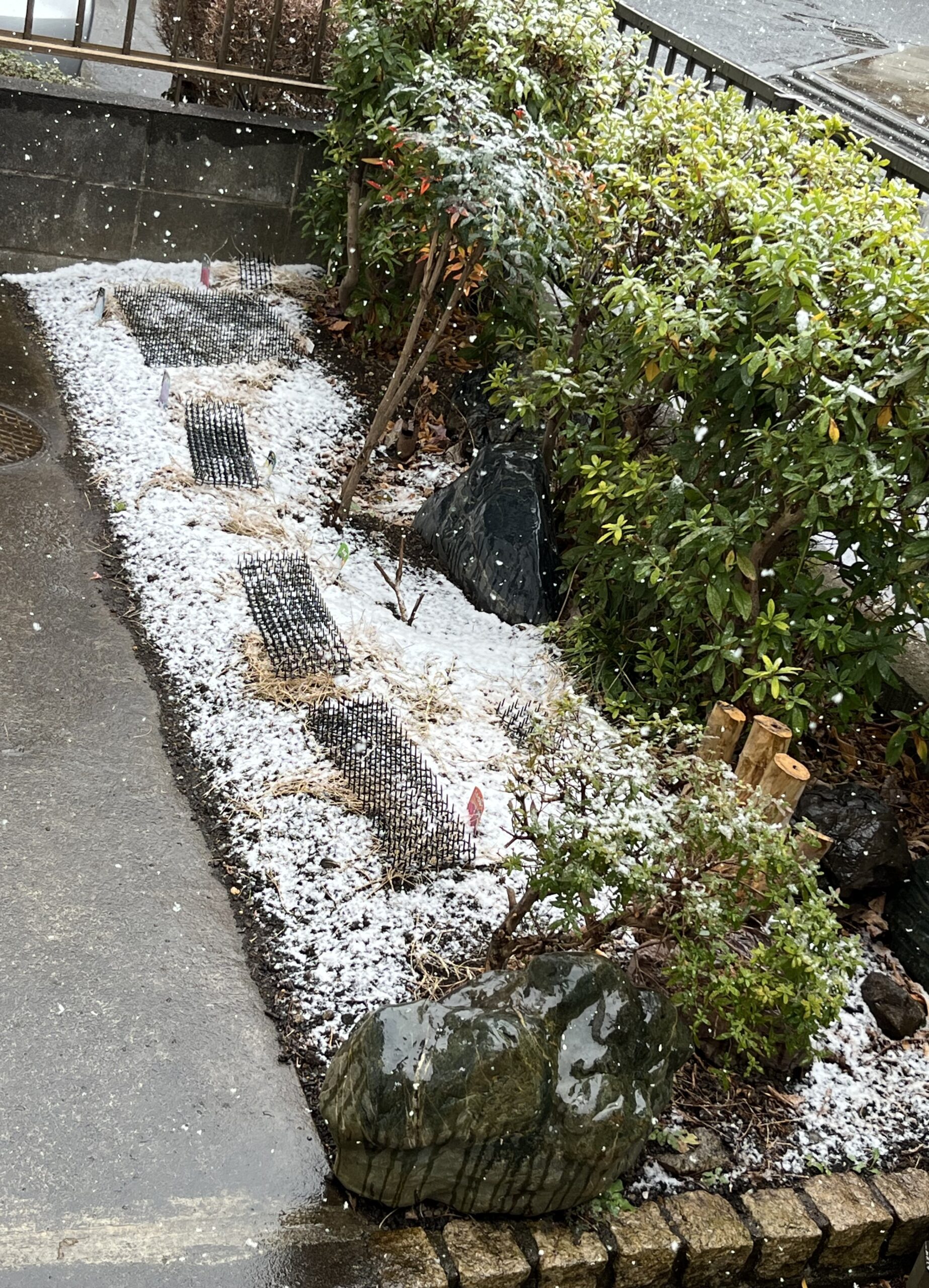 撮影:2月7日(土)14:09