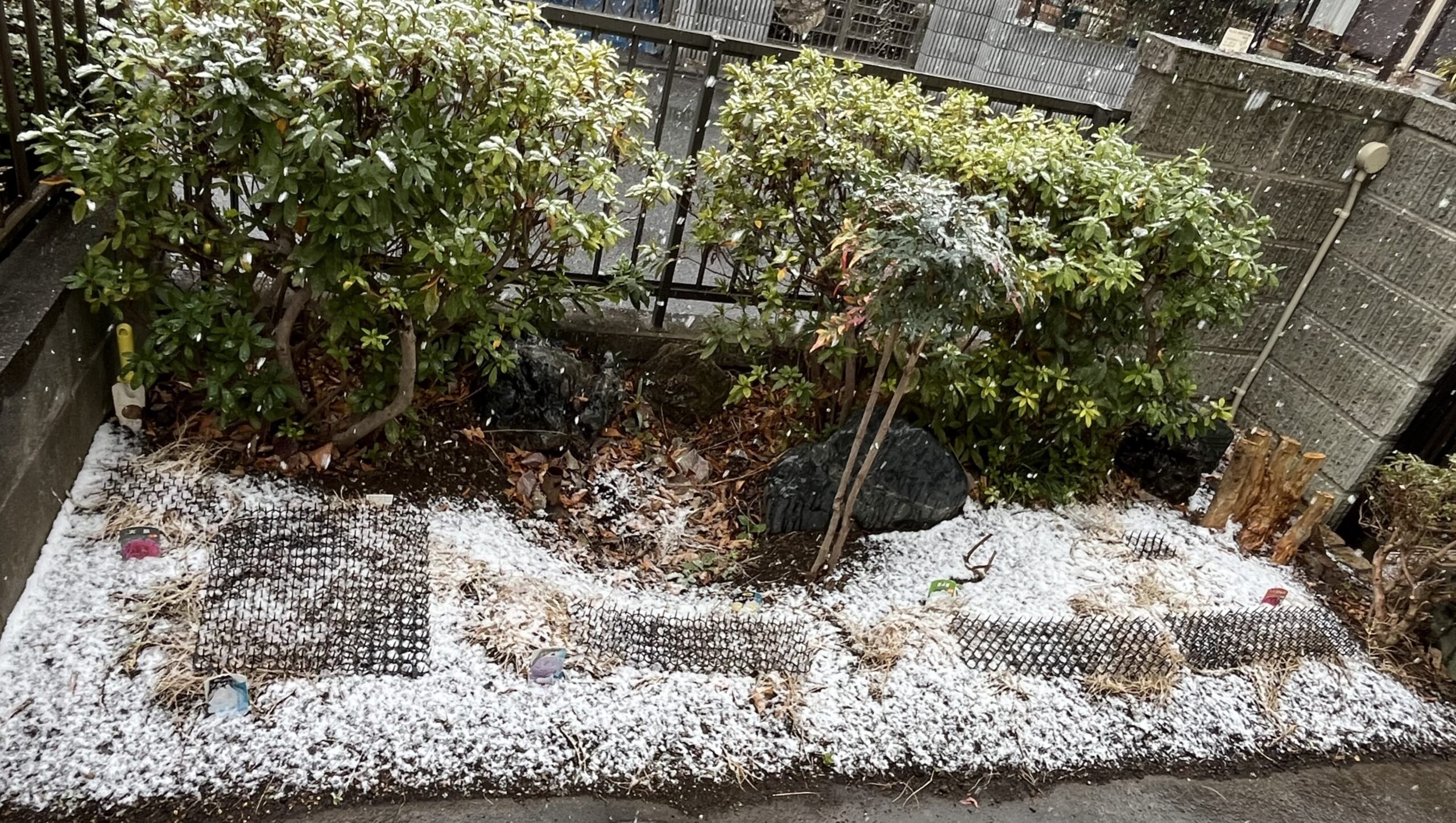 撮影:2月7日(土)14:10