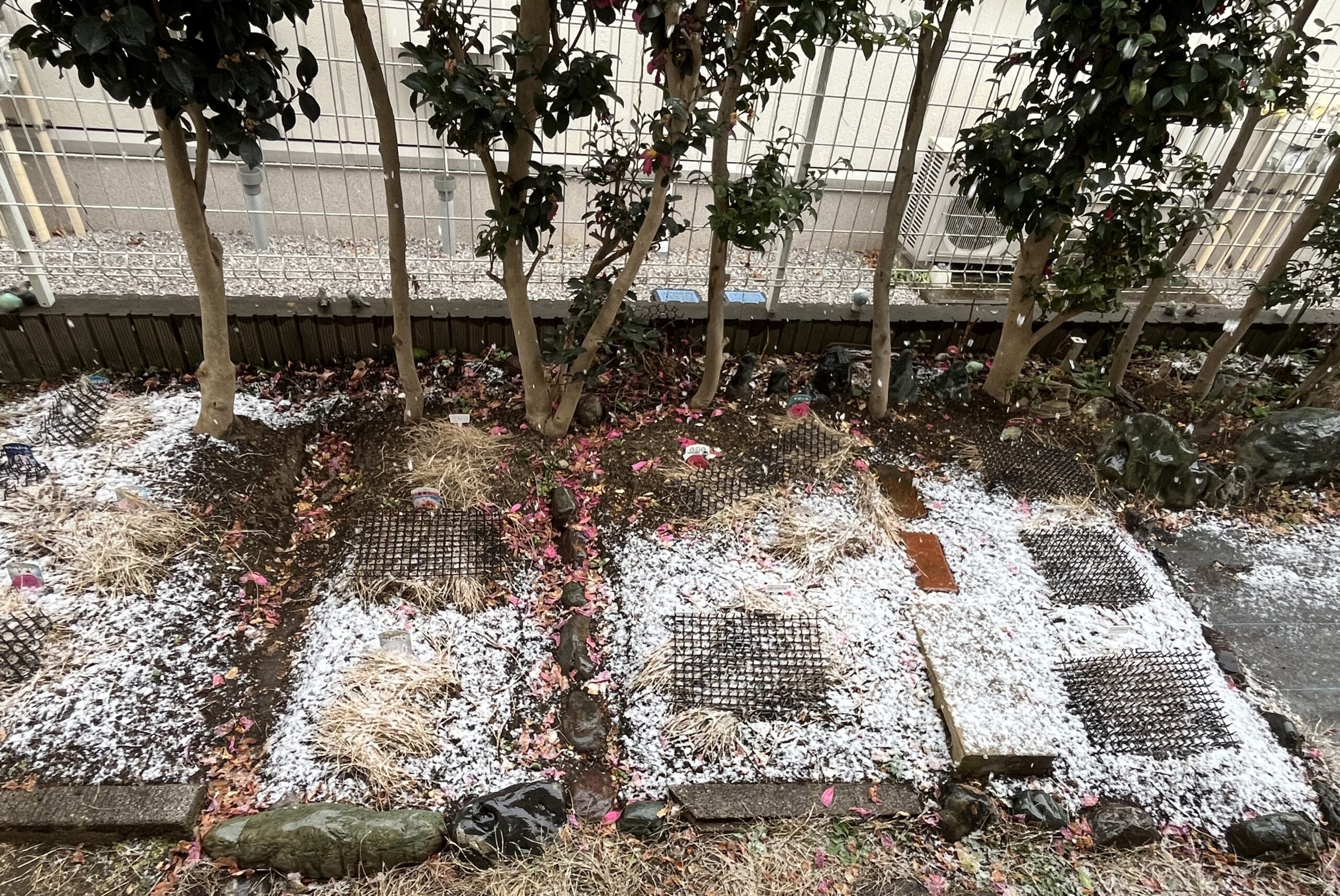 撮影:2月7日(土)14:10