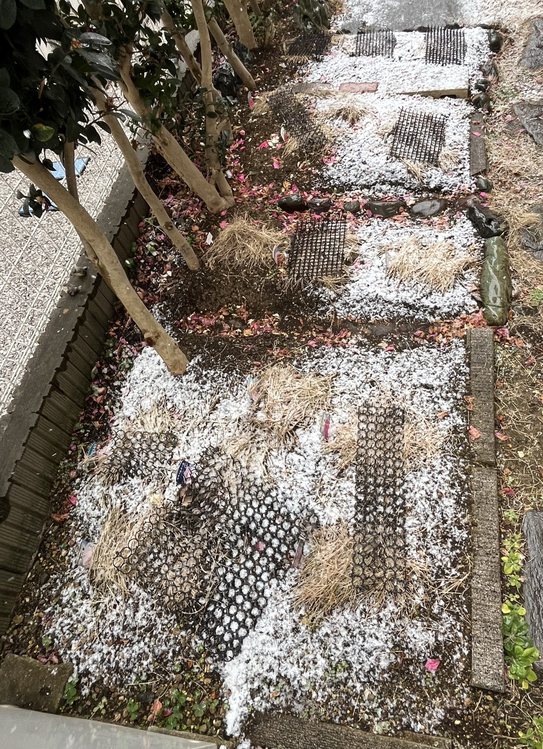 撮影:2月7日(土)14:11