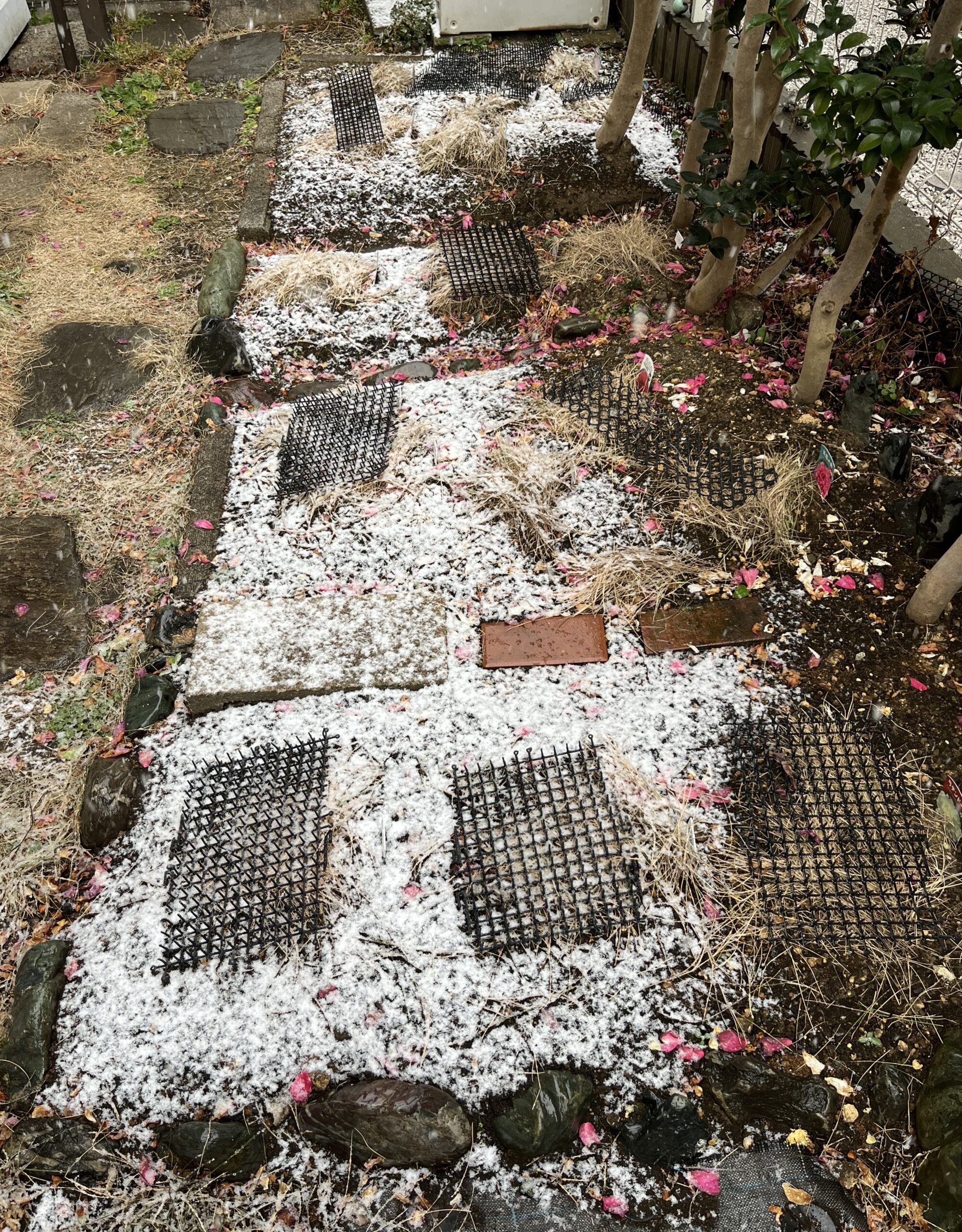 撮影:2月7日(土)14:11