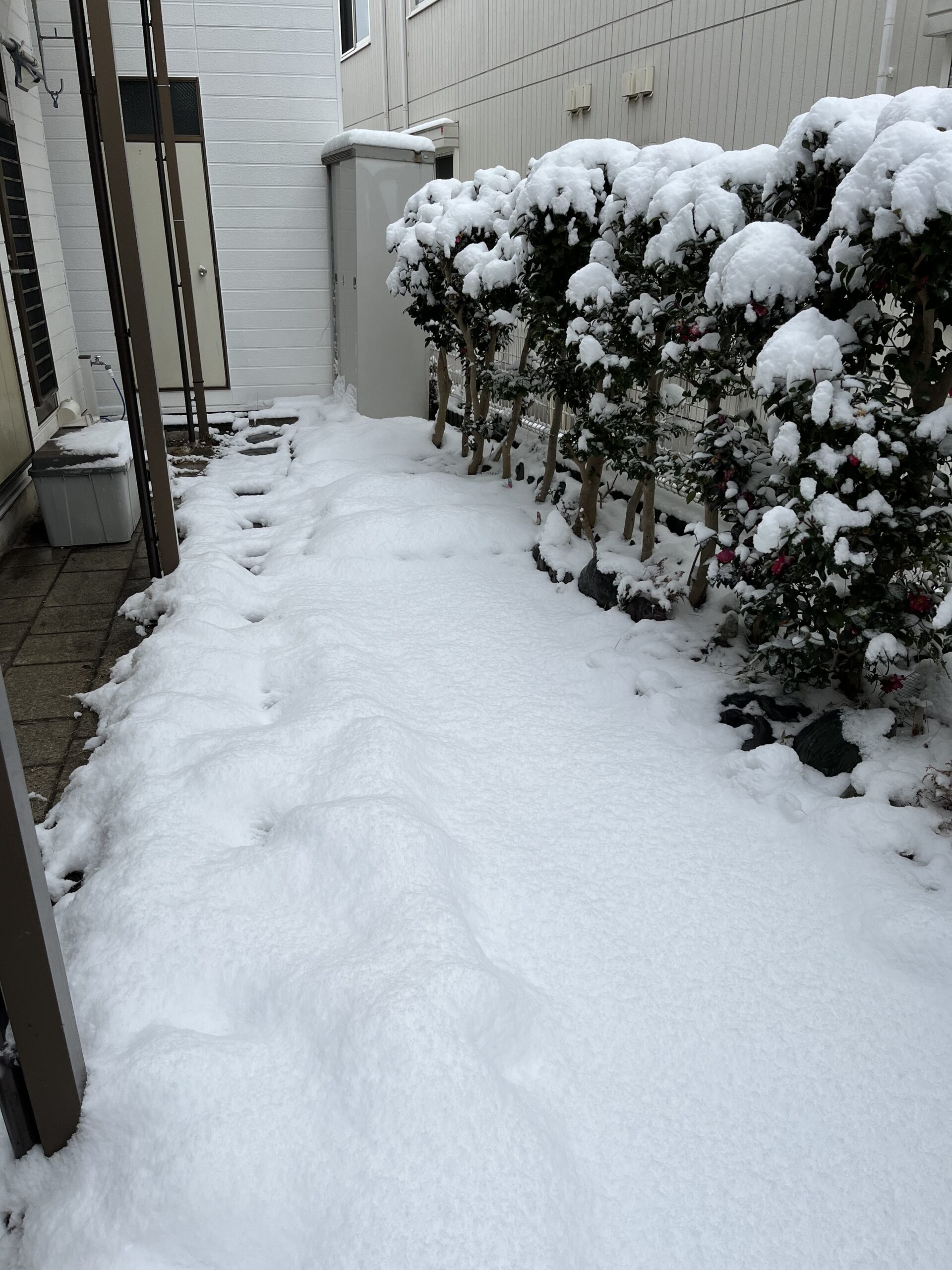 シャクヤク花壇は完全に雪に覆われた。撮影:2月8日(日)11:30