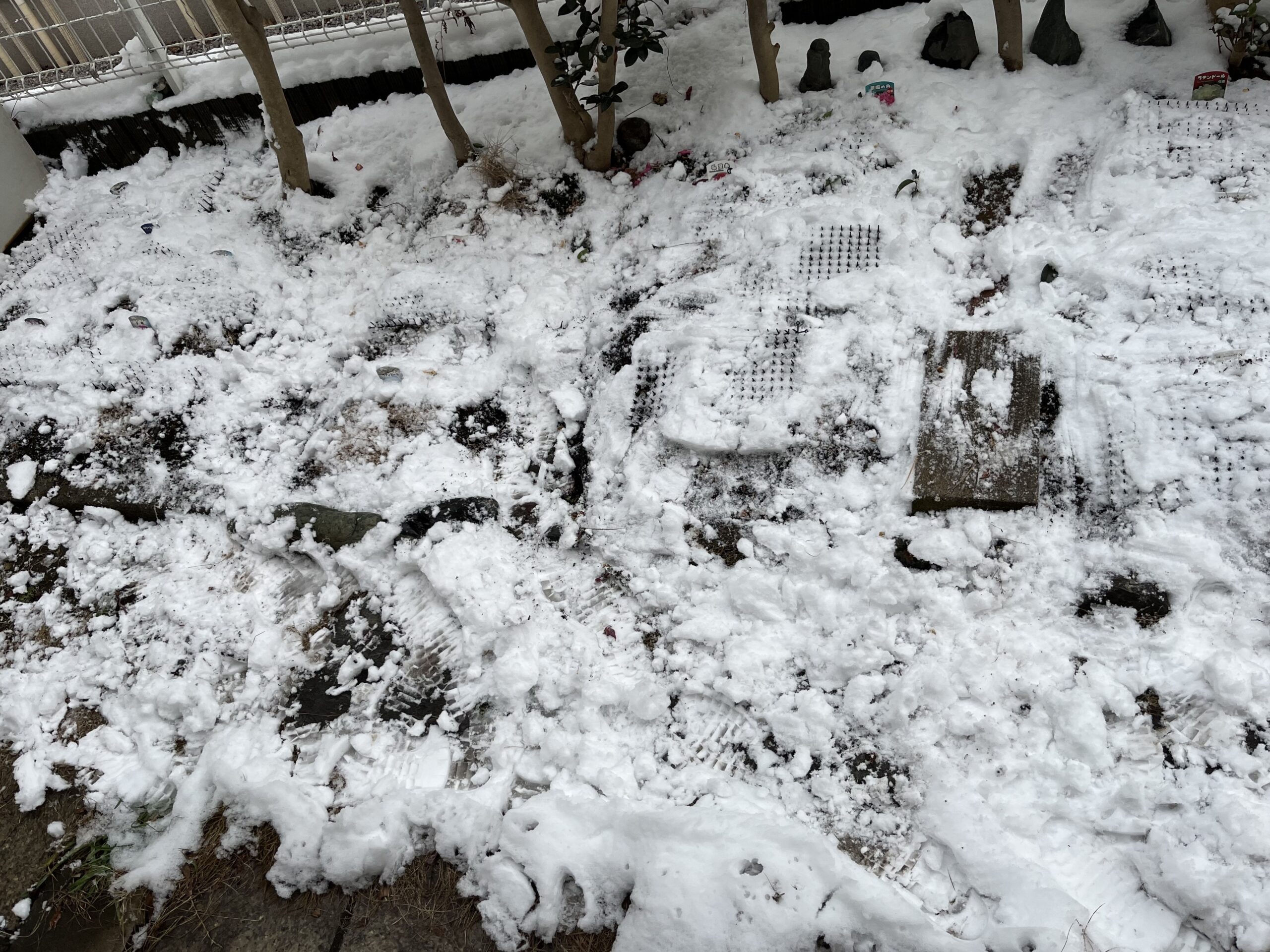 夕方ようやく雪が止んで、シャクヤク花壇に積もった雪を少し払いのけてみたが、この有様だ。汚くなっただけ。撮影:2月8日(日)16:15