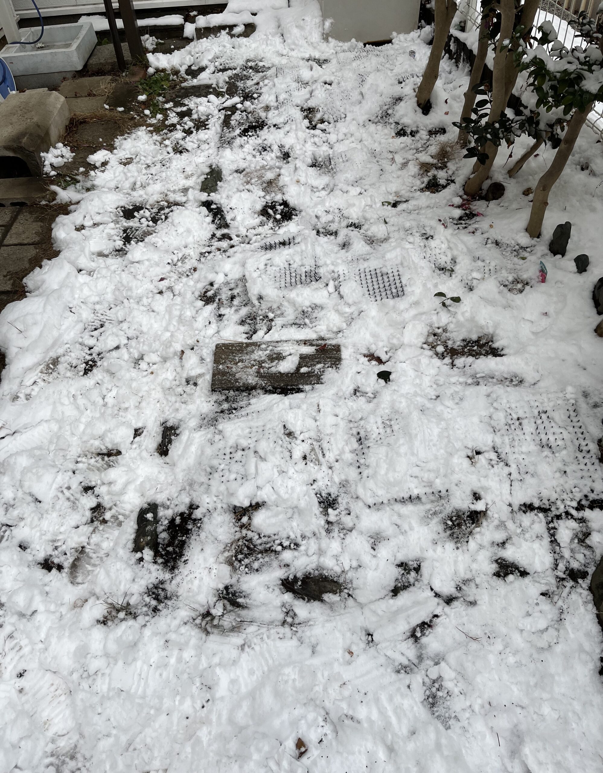 夕方ようやく雪が止んで、シャクヤク花壇に積もった雪を少し払いのけてみたが、この有様だ。汚くなっただけ。撮影:2月8日(日)16:15