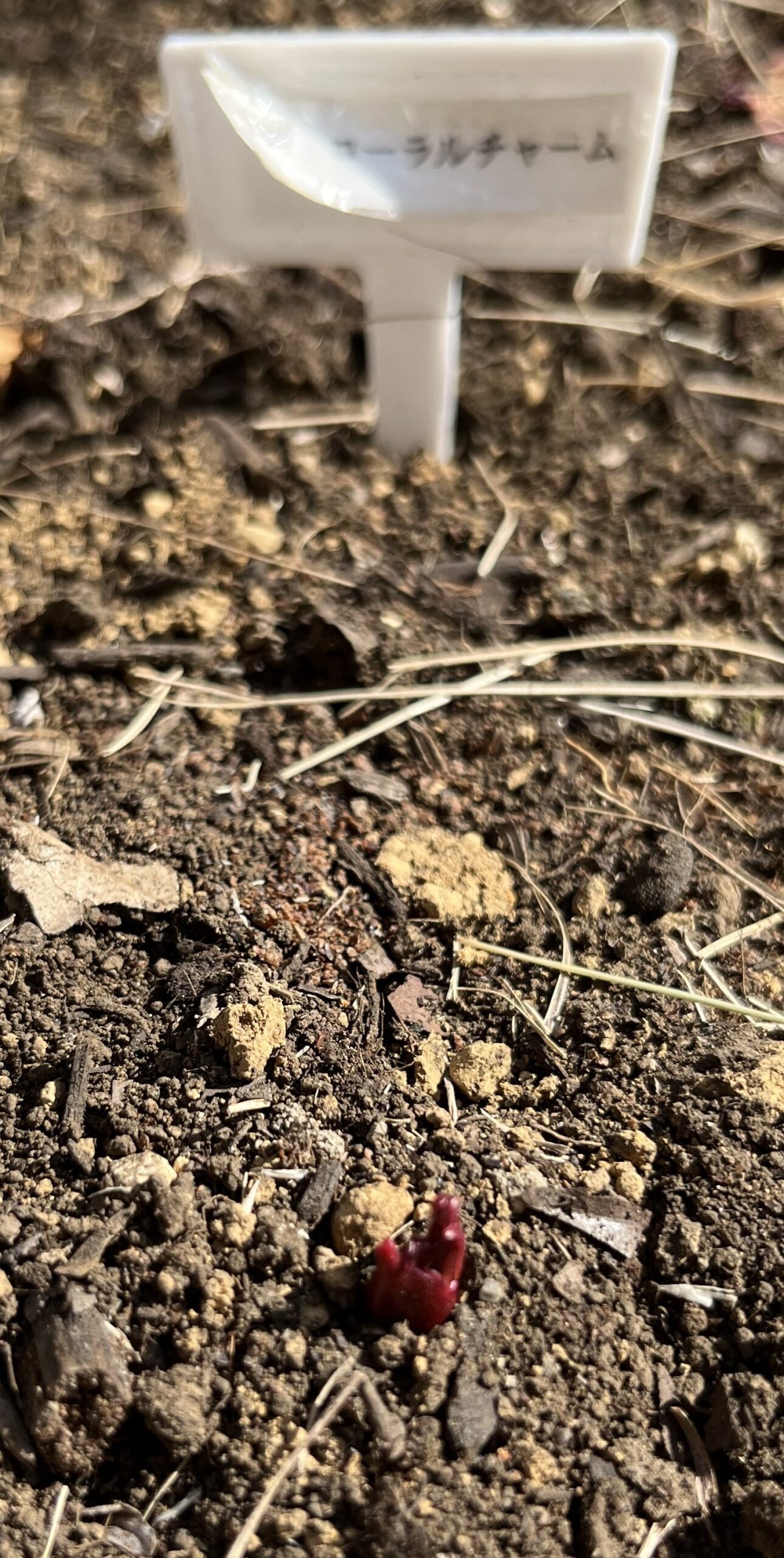 2026年2月22日撮影