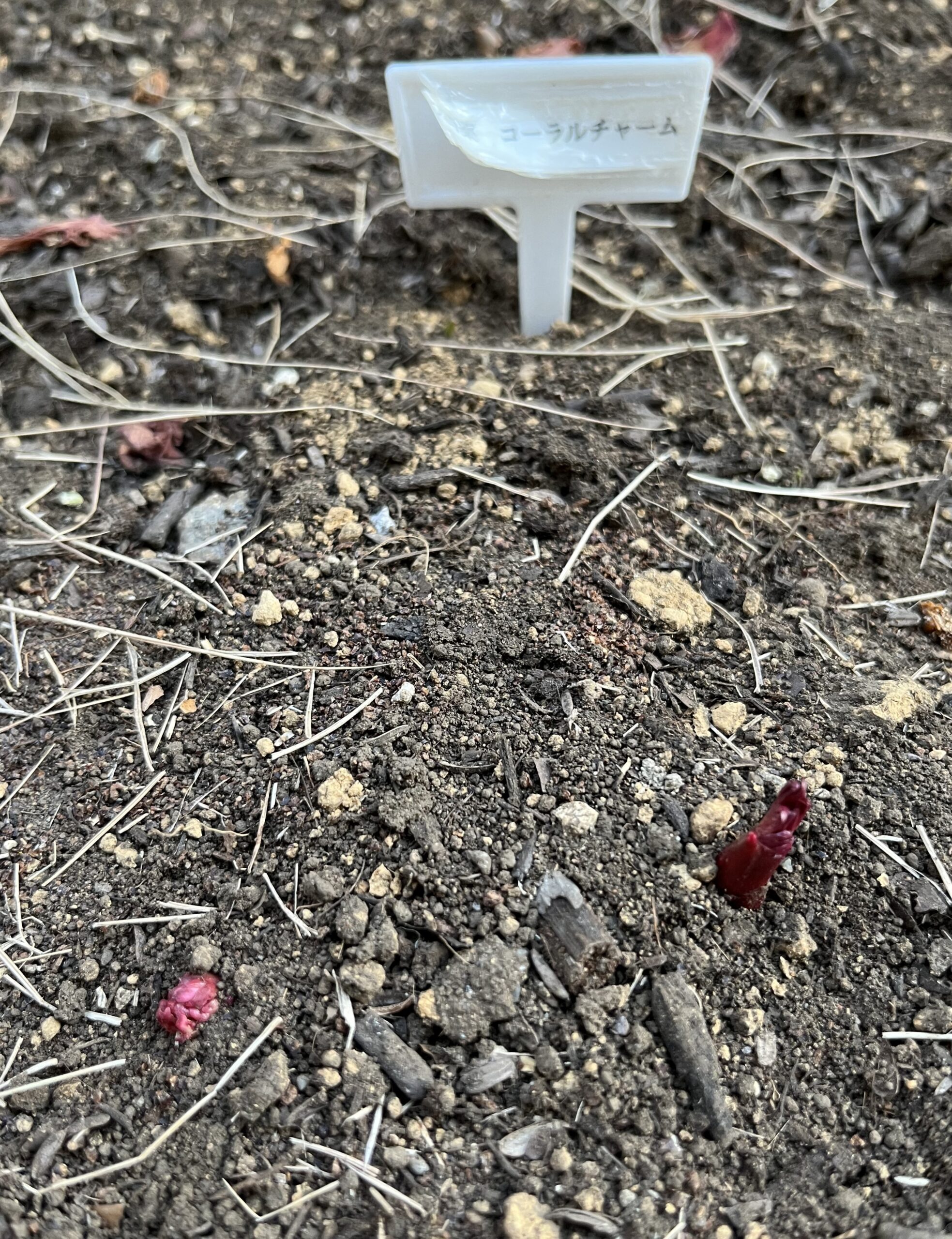 数日の間にかなり大きくなって、更に左側にもう一つの発芽を発見。 2026年2月23日撮影