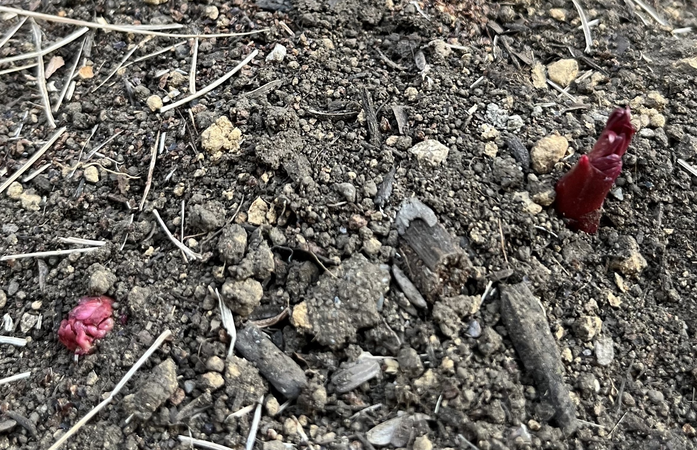 かなり力強い発芽。昨秋植え付けた新株とはとても思えない。2026年2月23日撮影