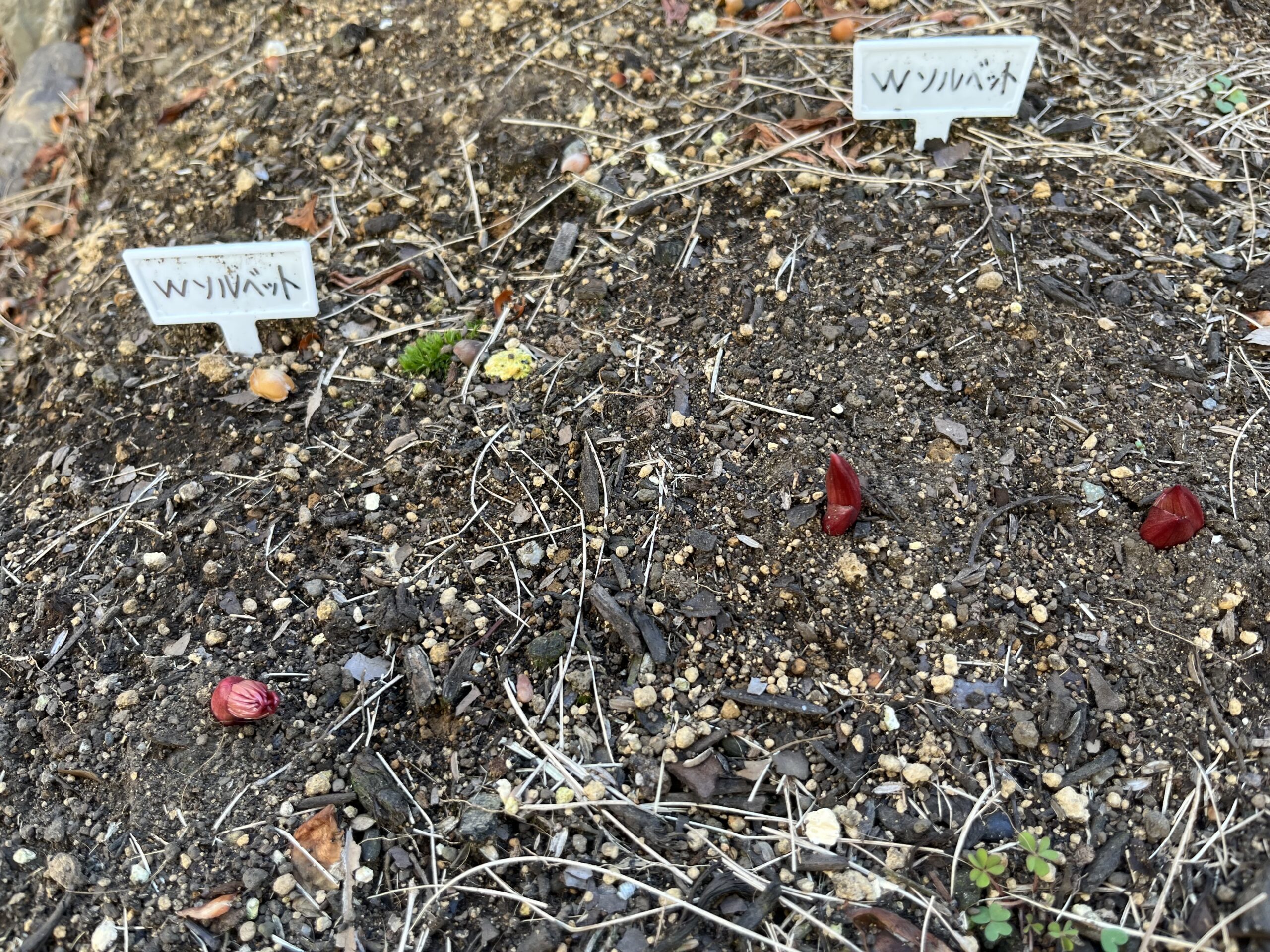 Wソルベットを並べて撮ると、全体の様子が良く分かる。ここに４つの芽が出ているわけだ。撮影：2026.3.8