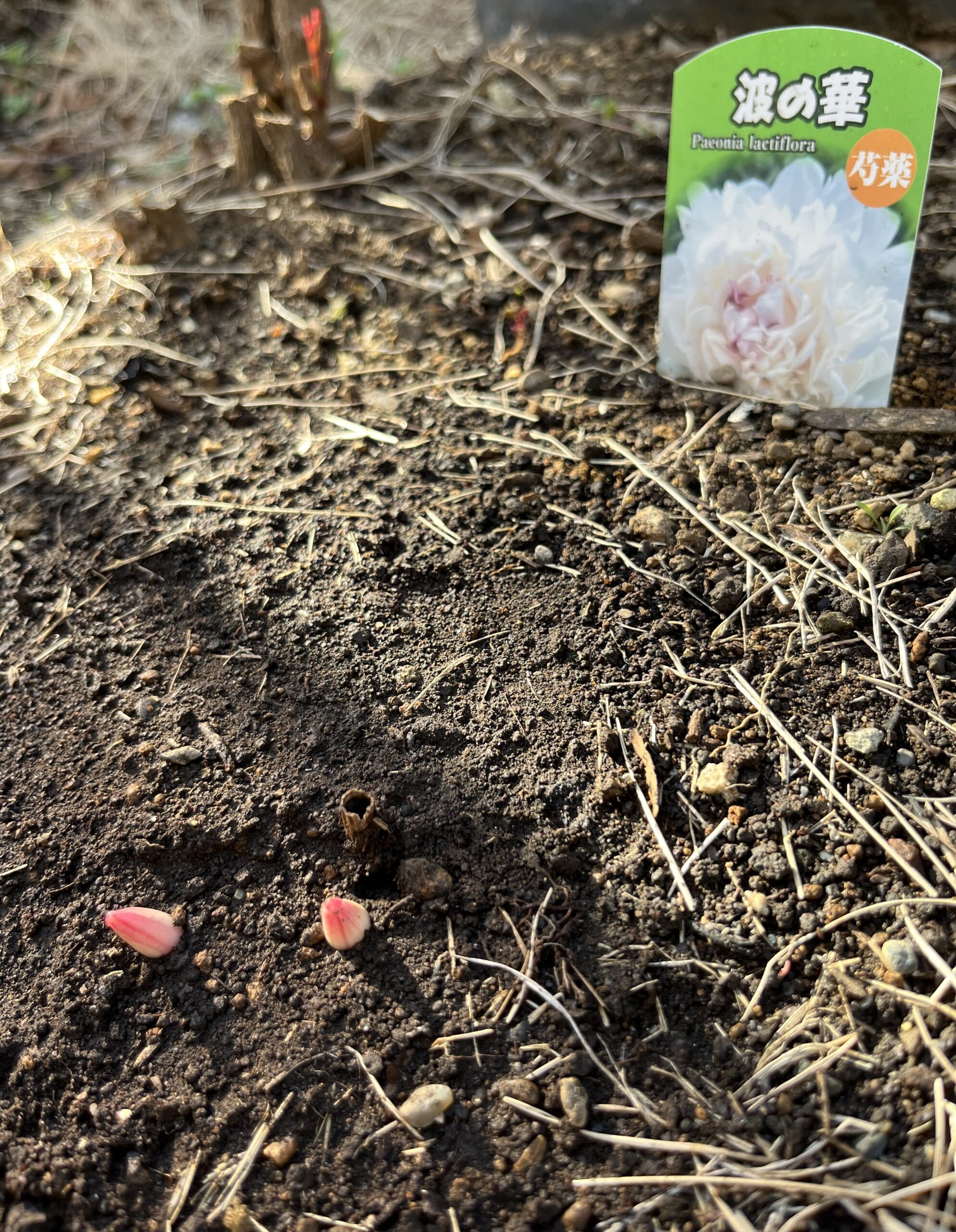 撮影：2026.3.14（土）