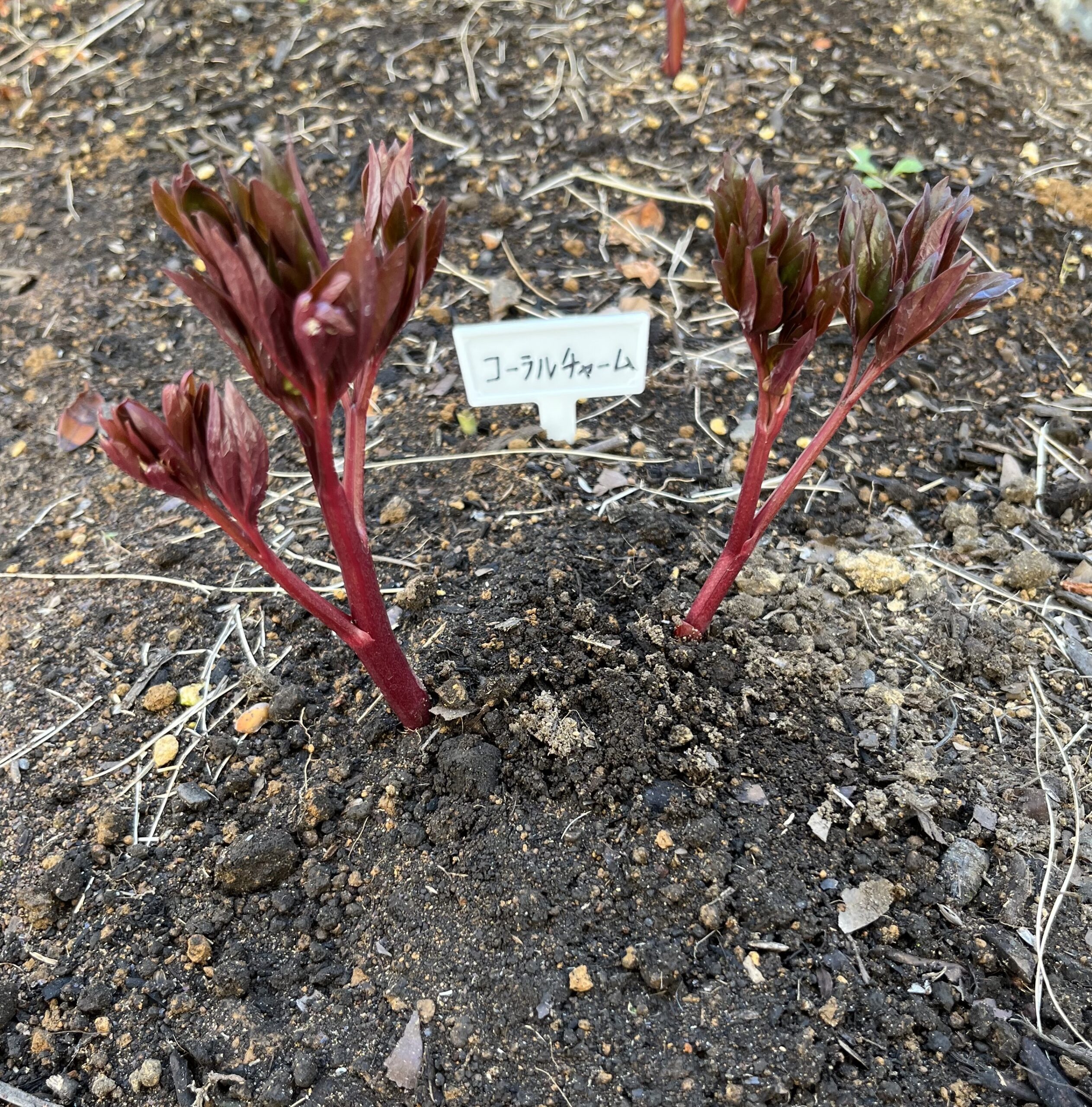 撮影：2026.3.15（日）