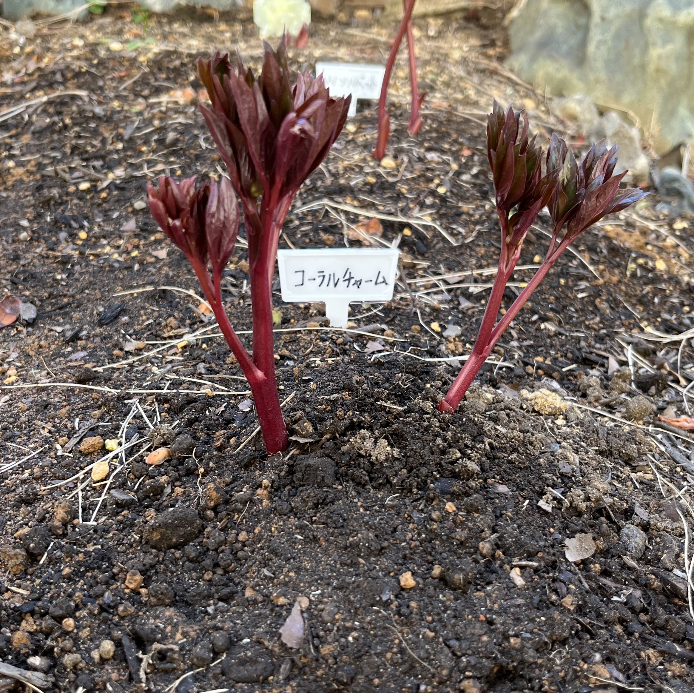 撮影：2026.3.15（日）