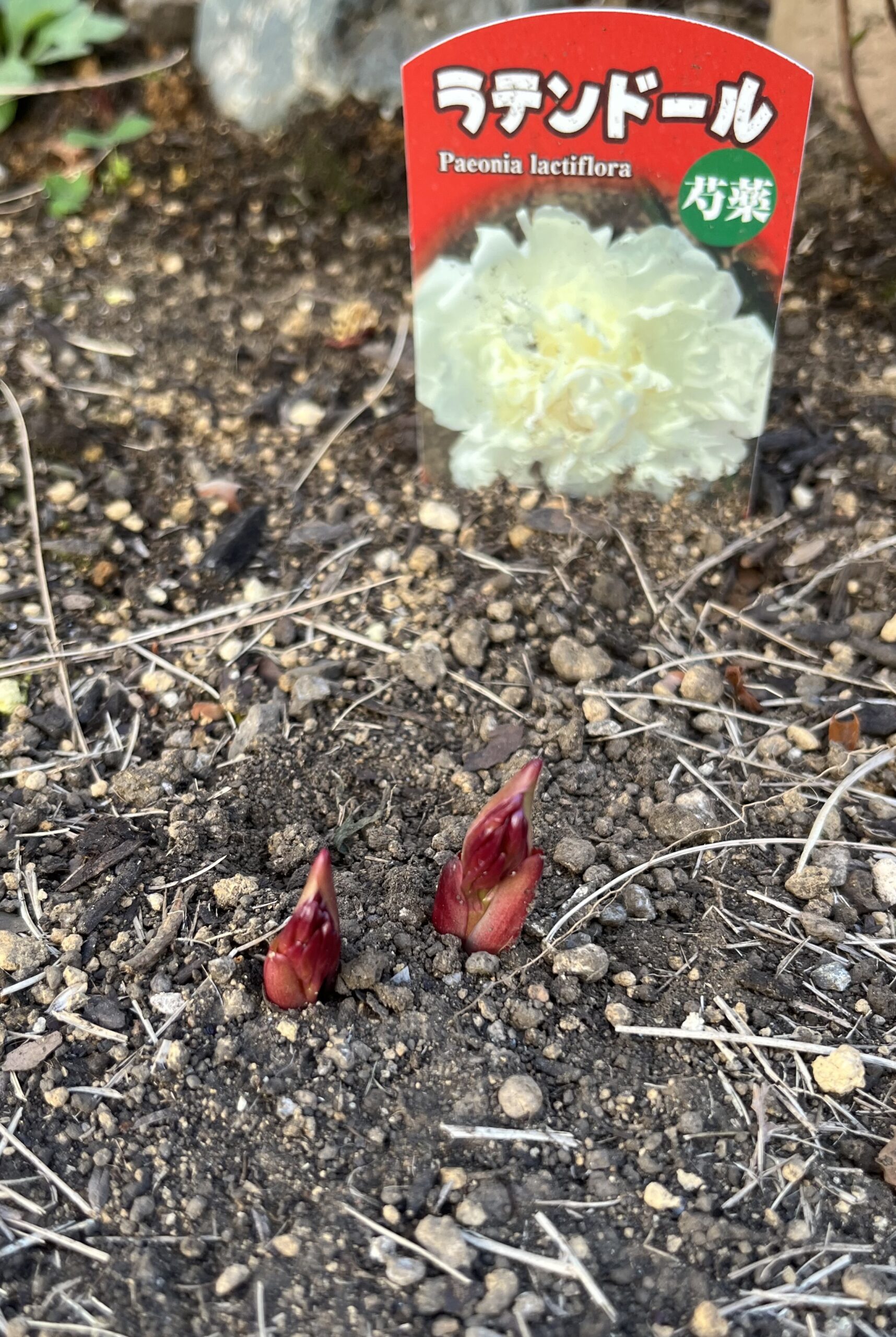 撮影：2026.3.15（日）