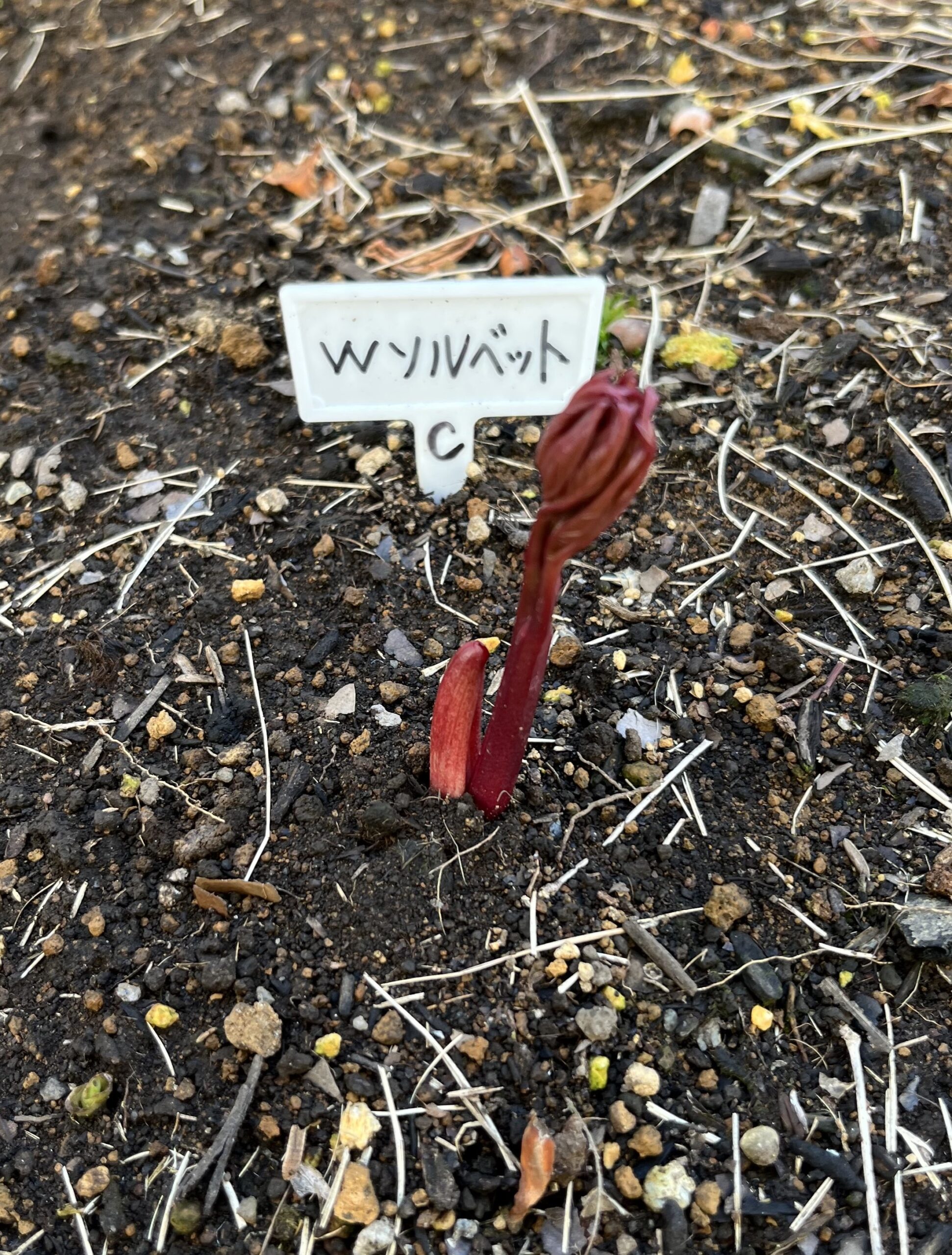 撮影：2026.3.15（日）