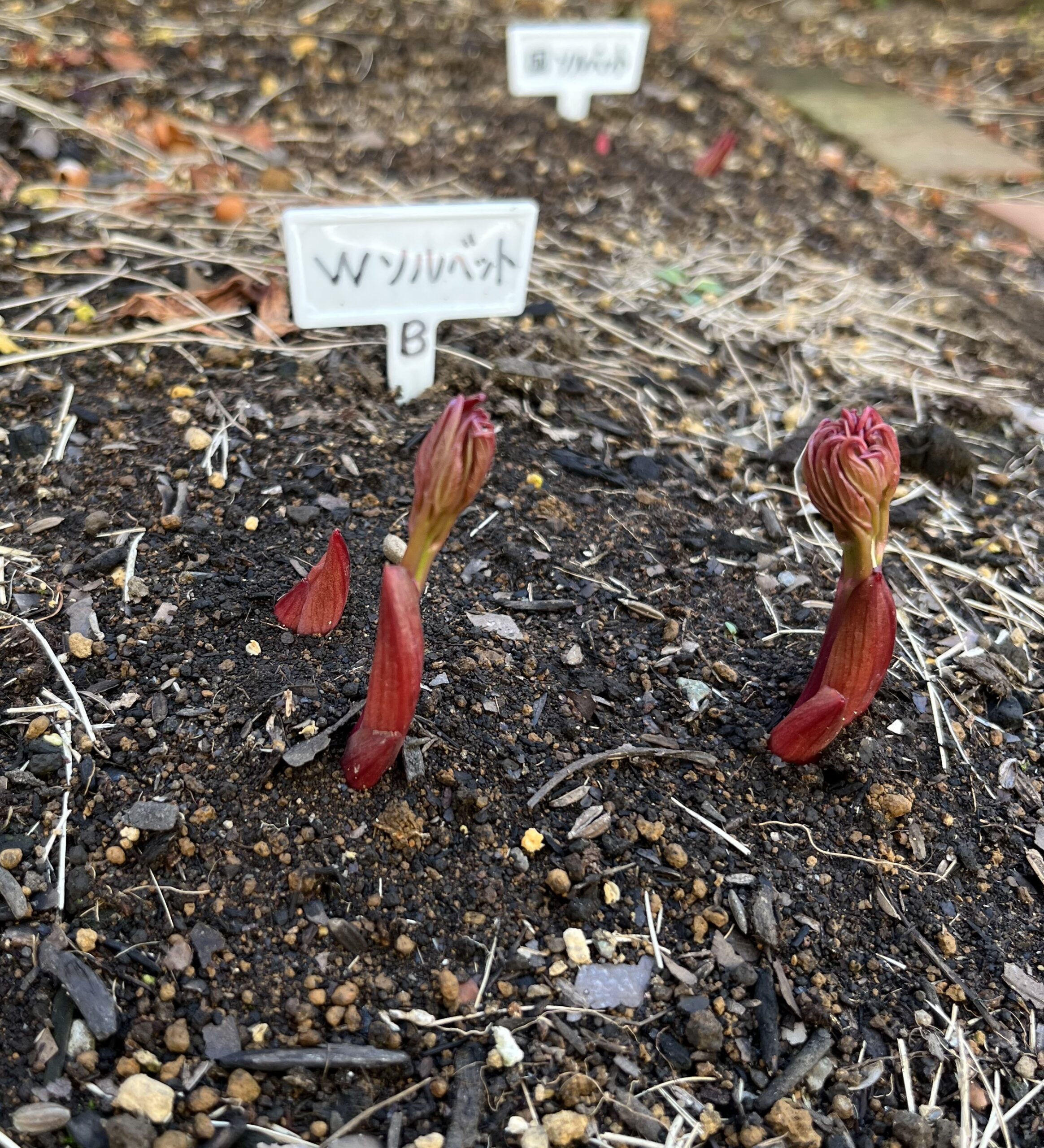 撮影：2026.3.15（日）