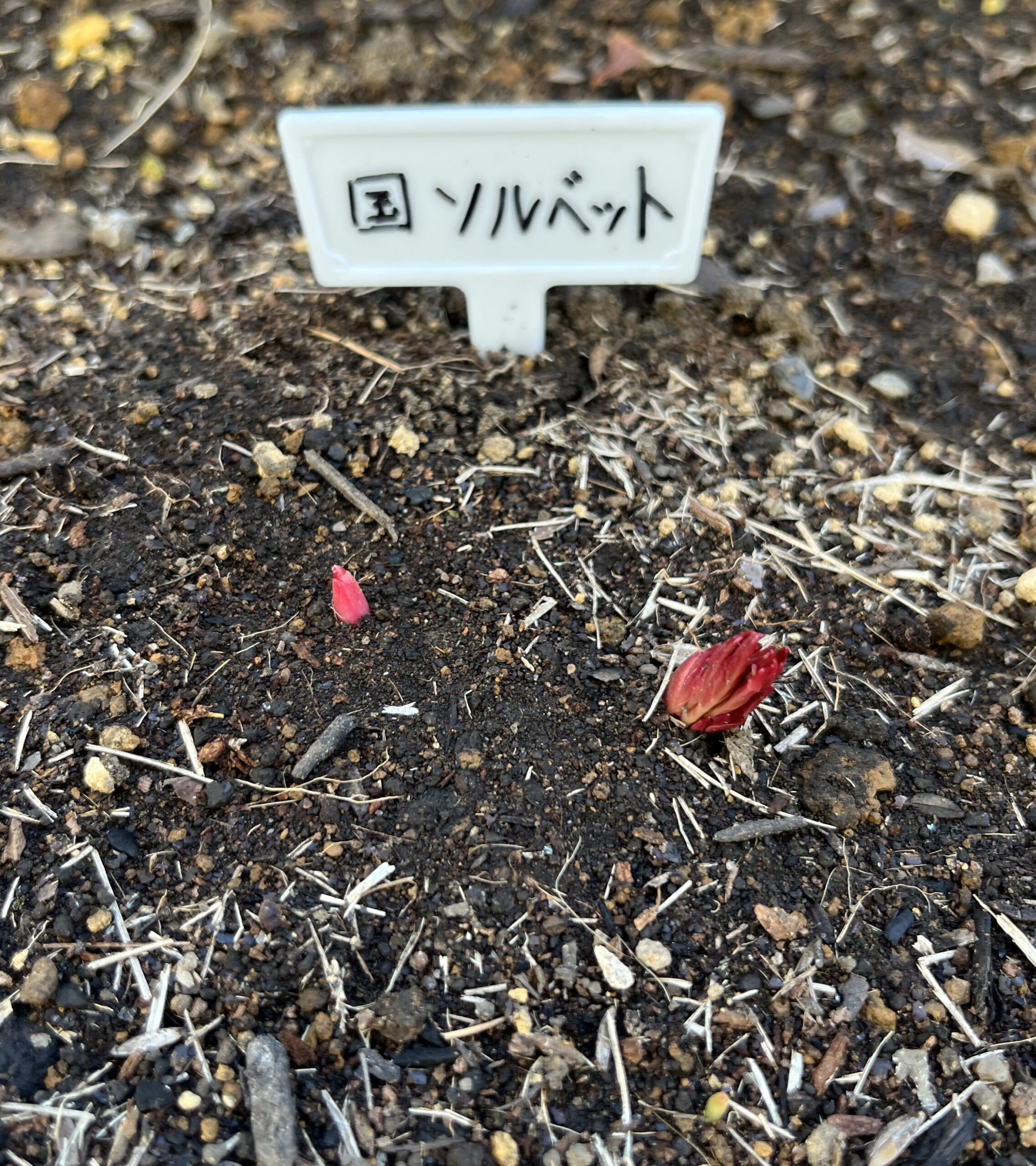 撮影：2026.3.15（日）