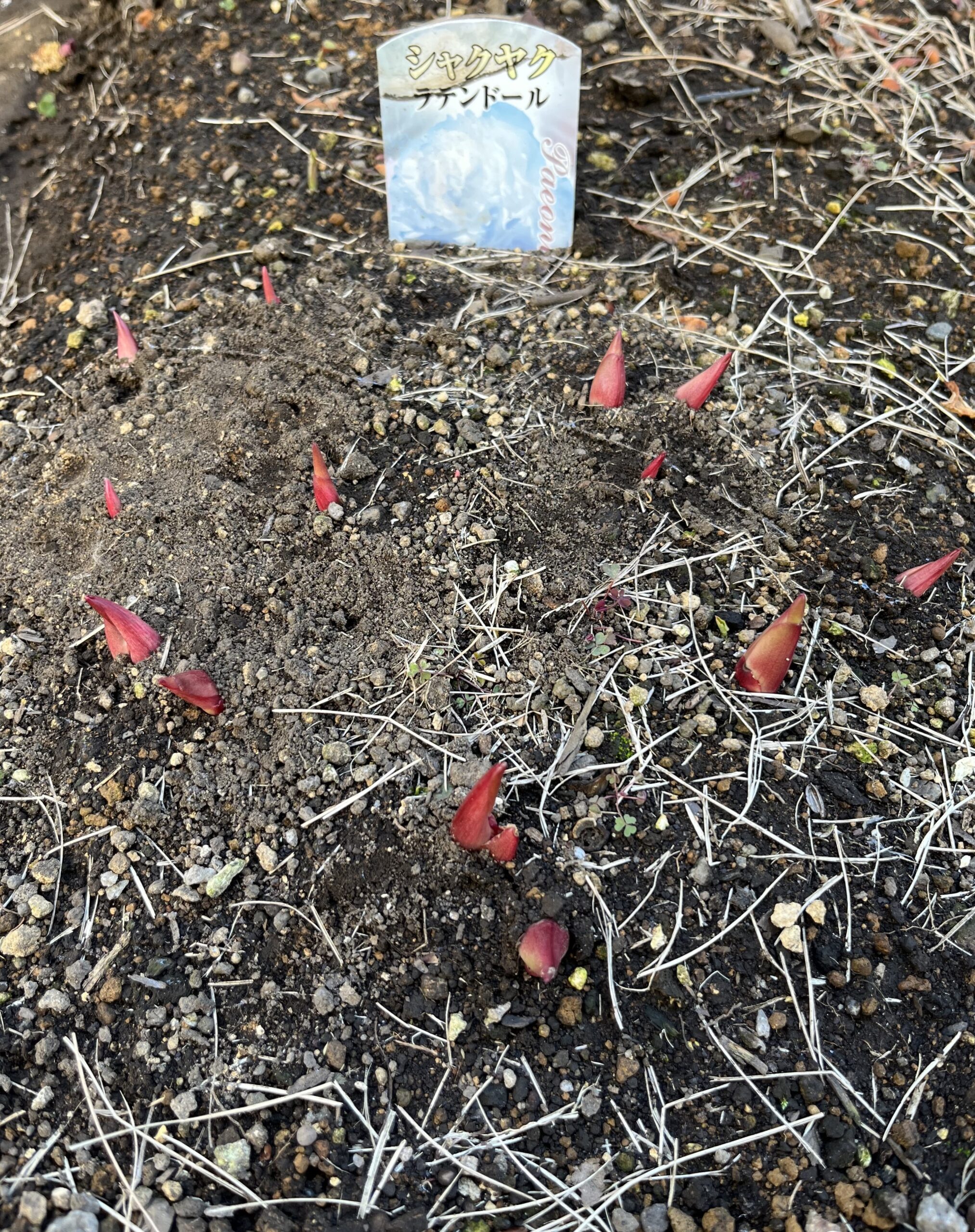 撮影：2026.3.15（日）