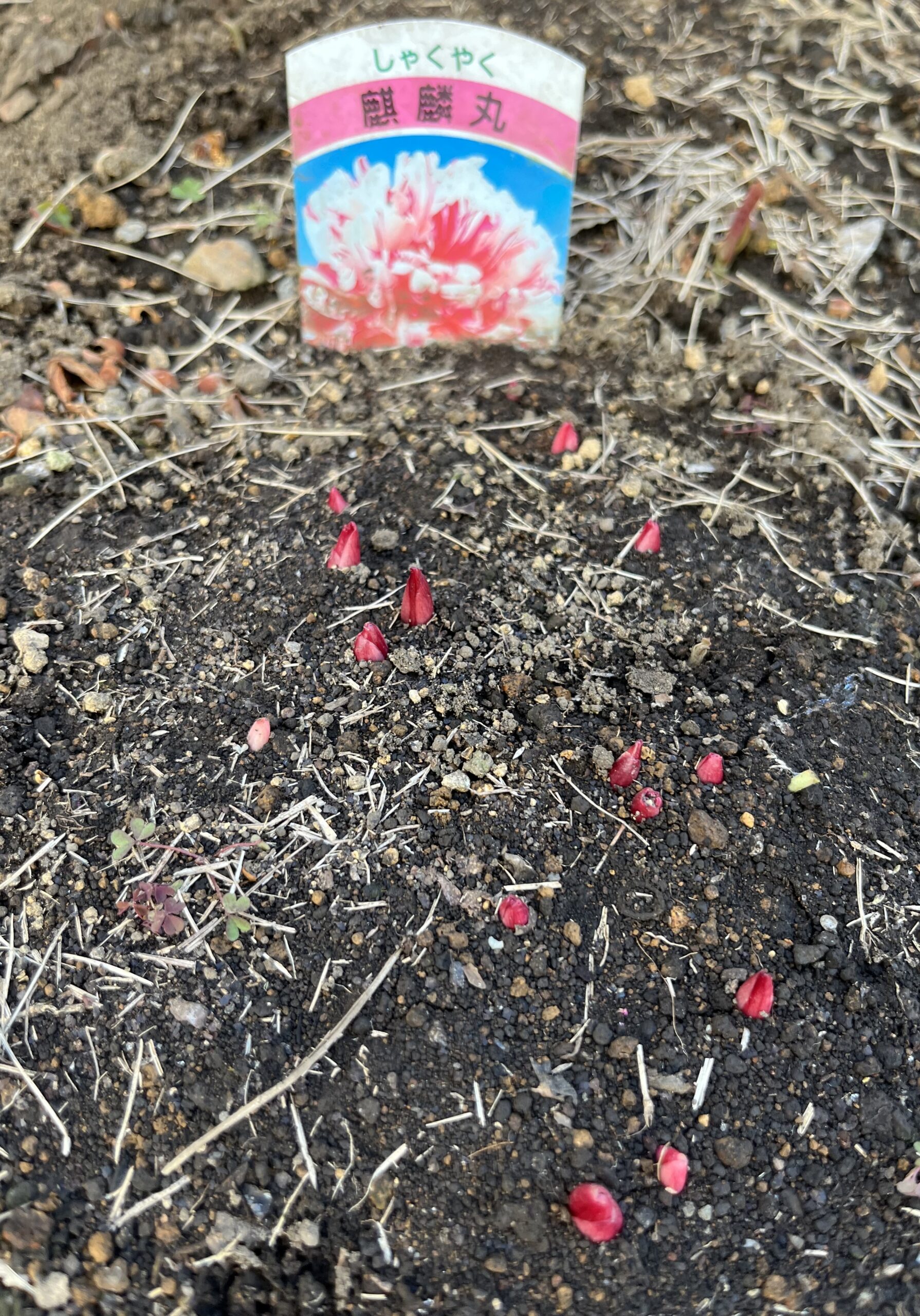 撮影：2026.3.15（日）