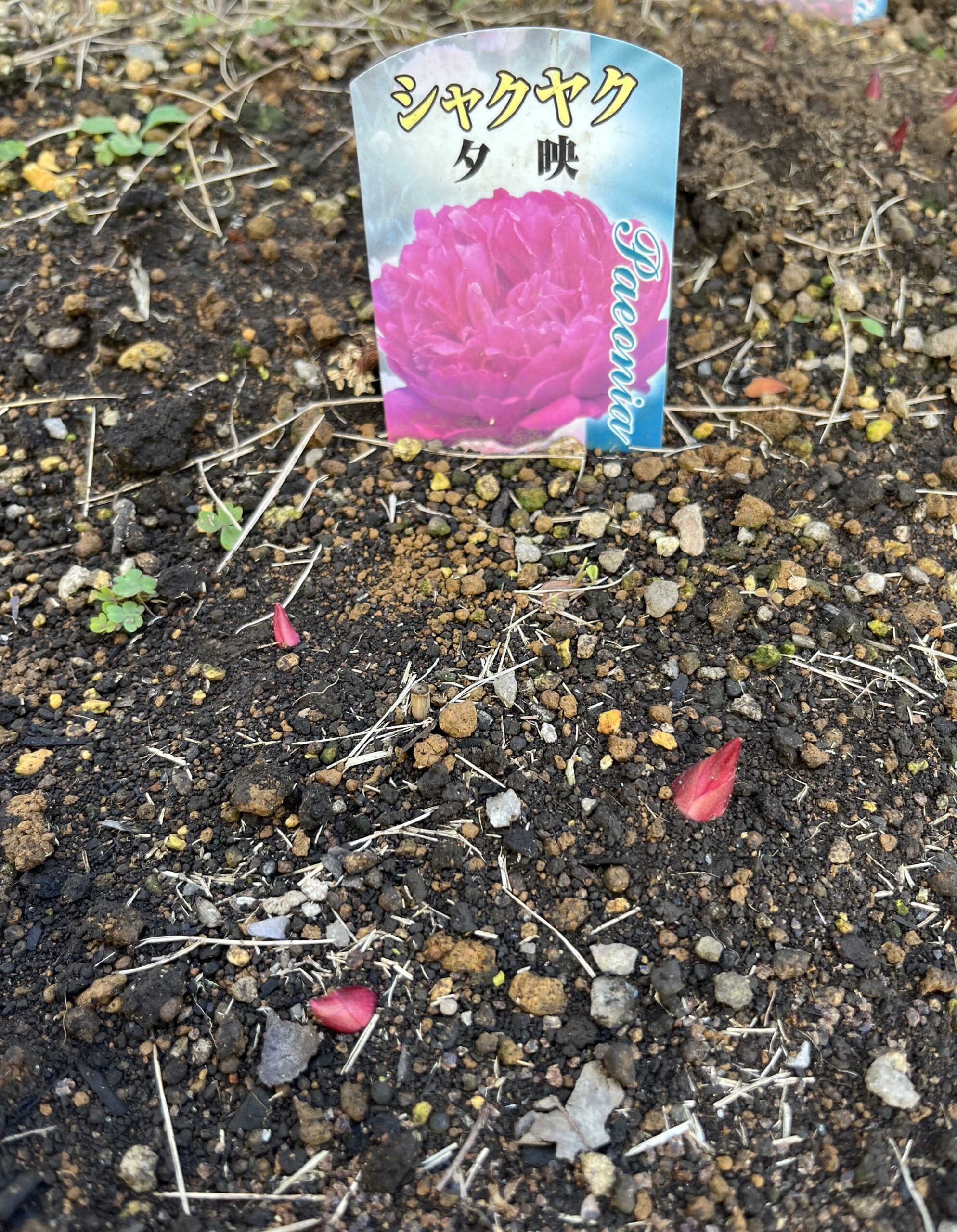 撮影：2026.3.15（日）