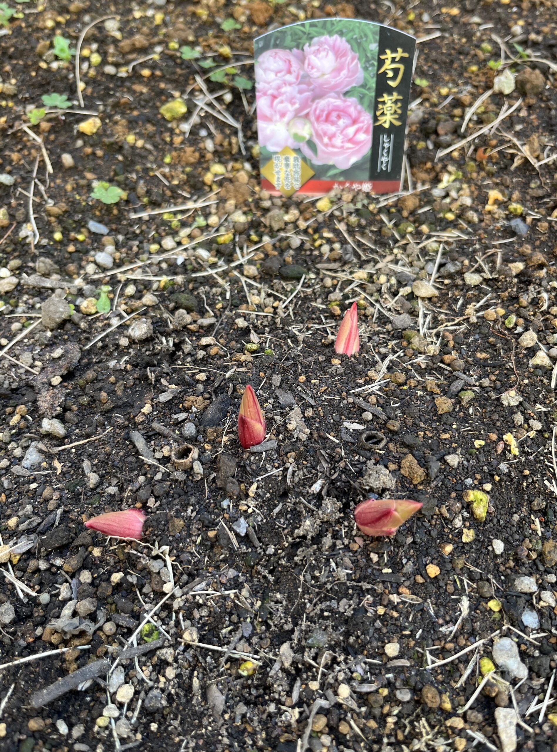 撮影：2026.3.15（日）