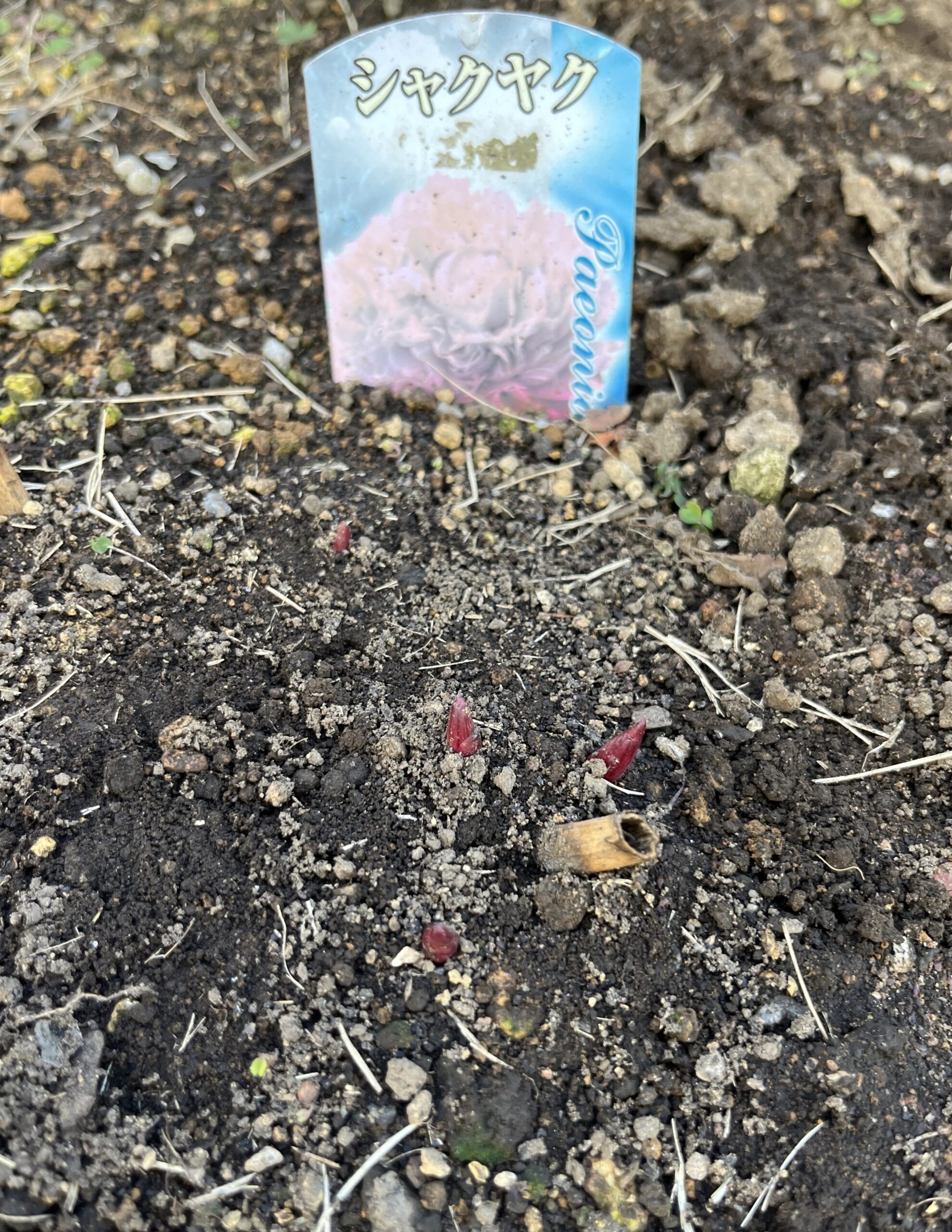 撮影：2026.3.15（日）