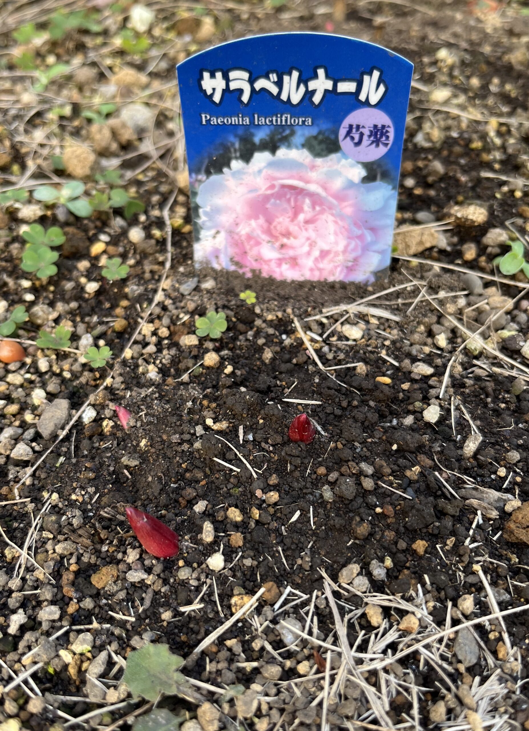 撮影：2026.3.15（日）