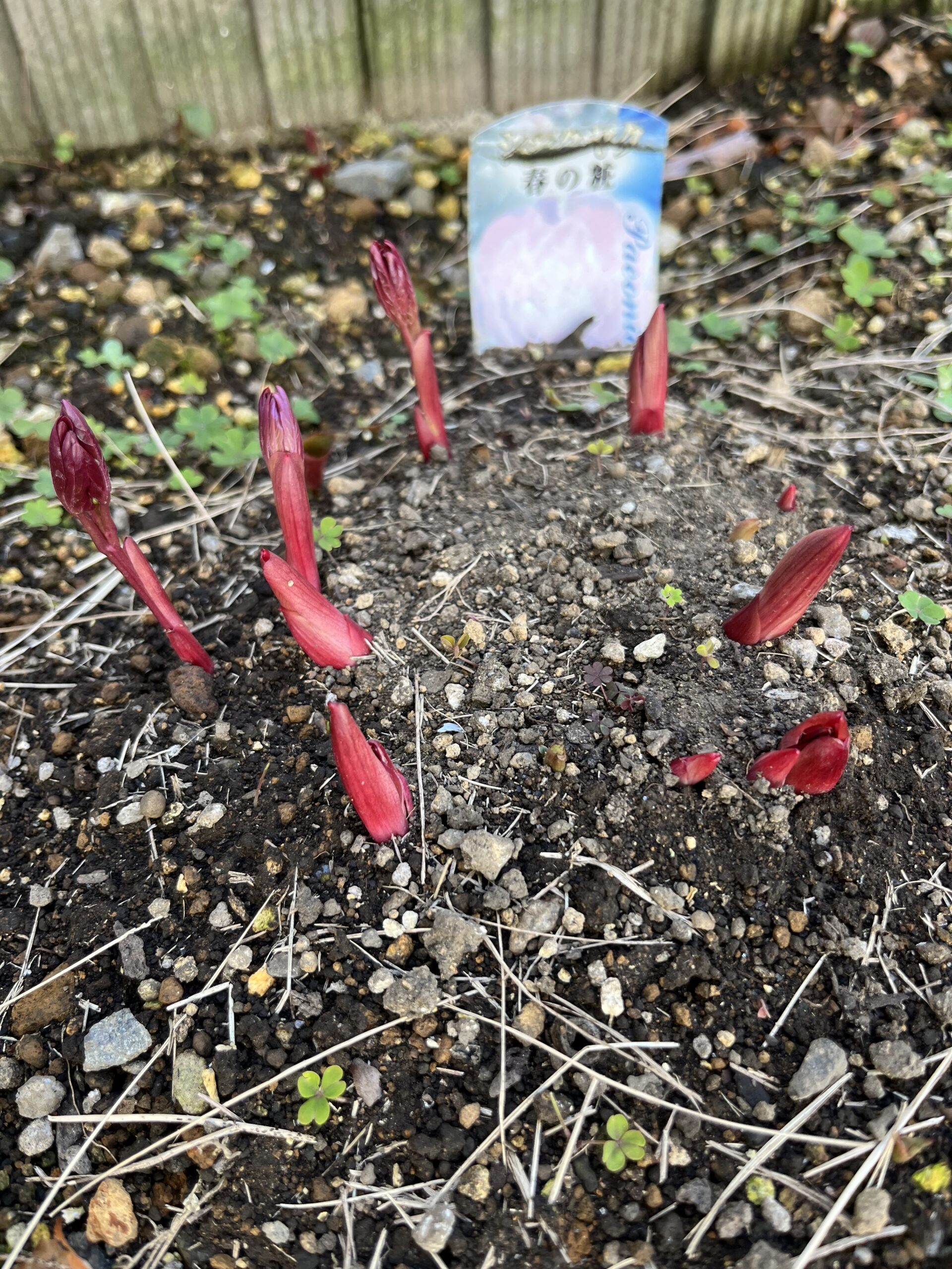 撮影：2026.3.15（日）