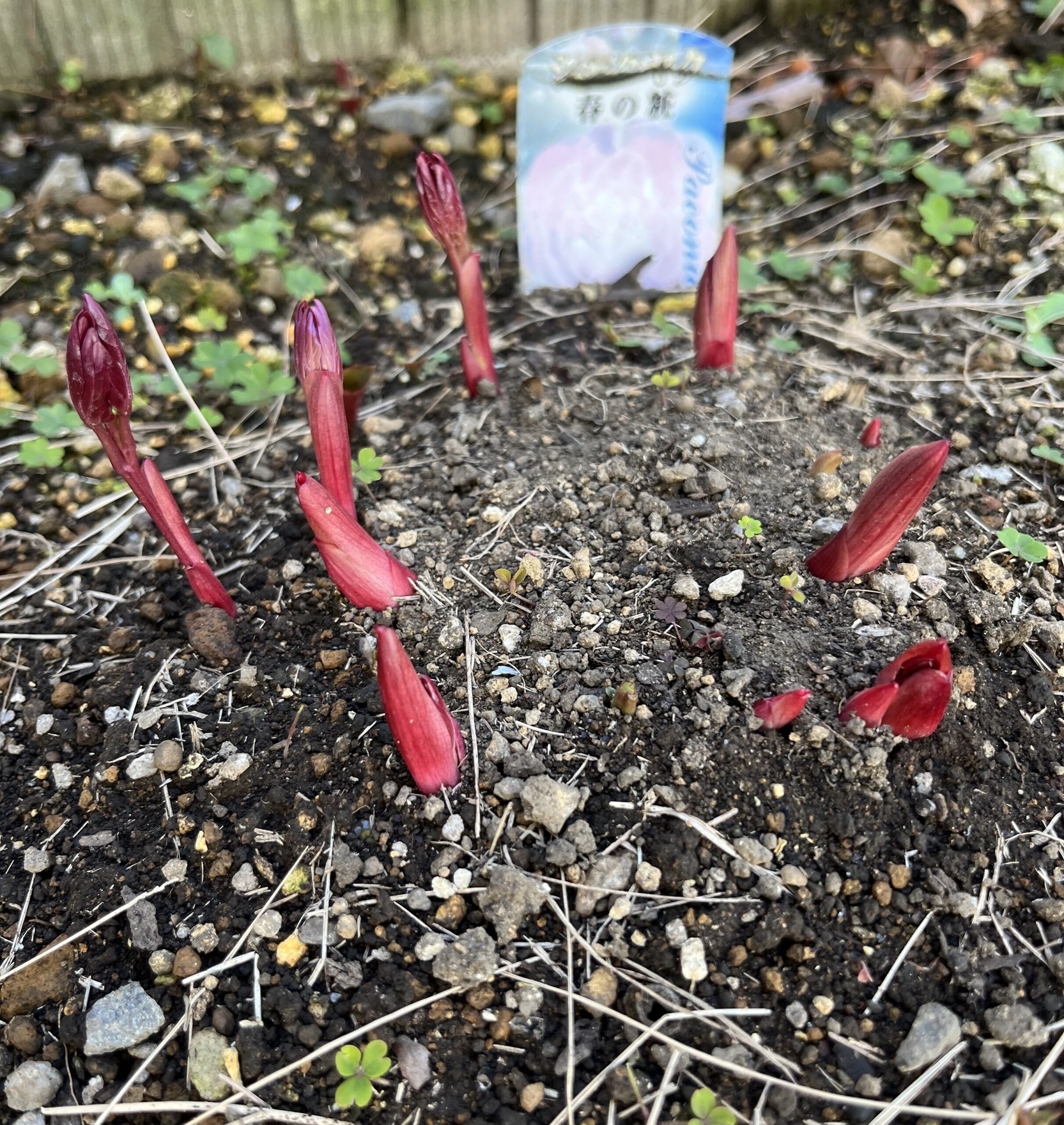 撮影：2026.3.15（日）