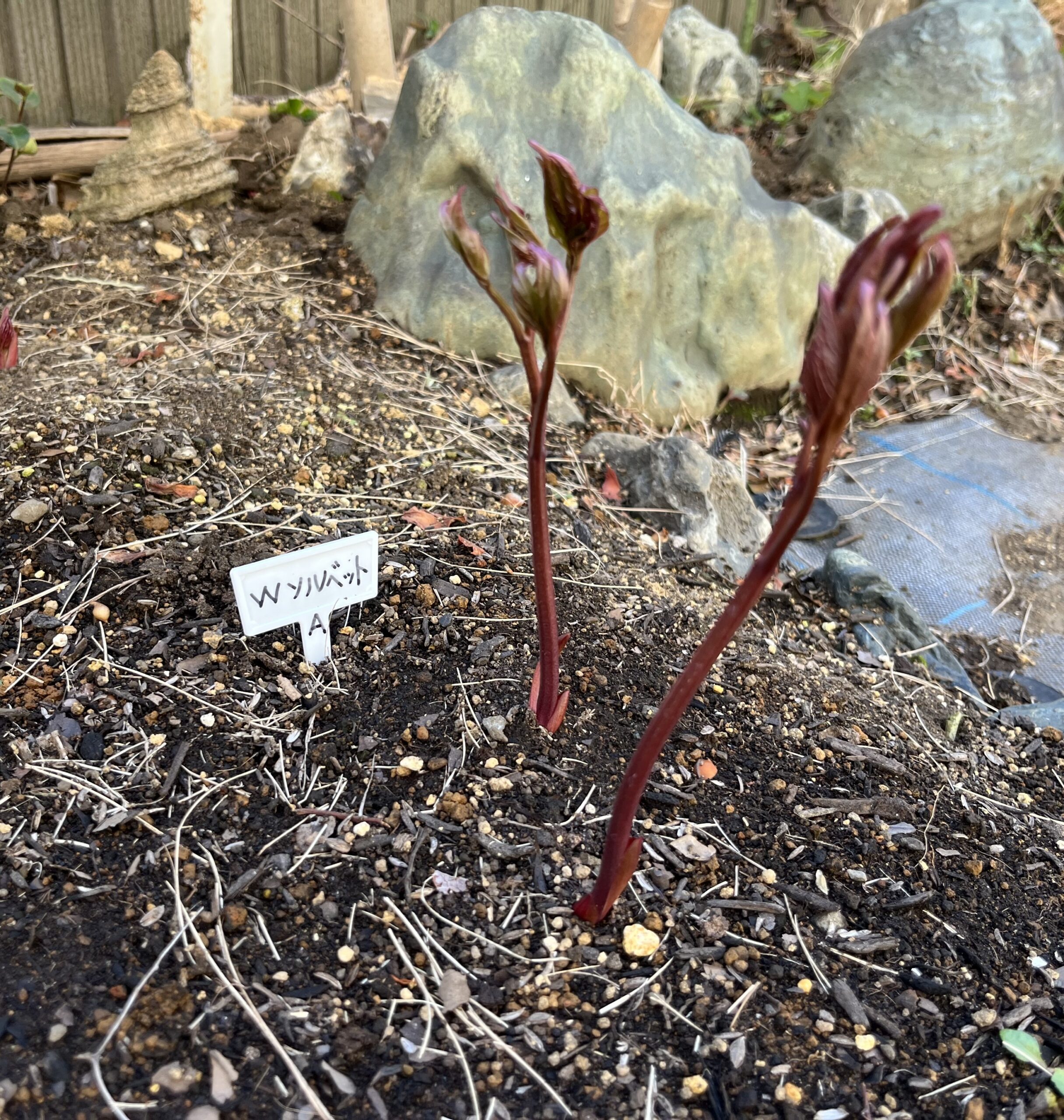 撮影：2026.3.15（日）