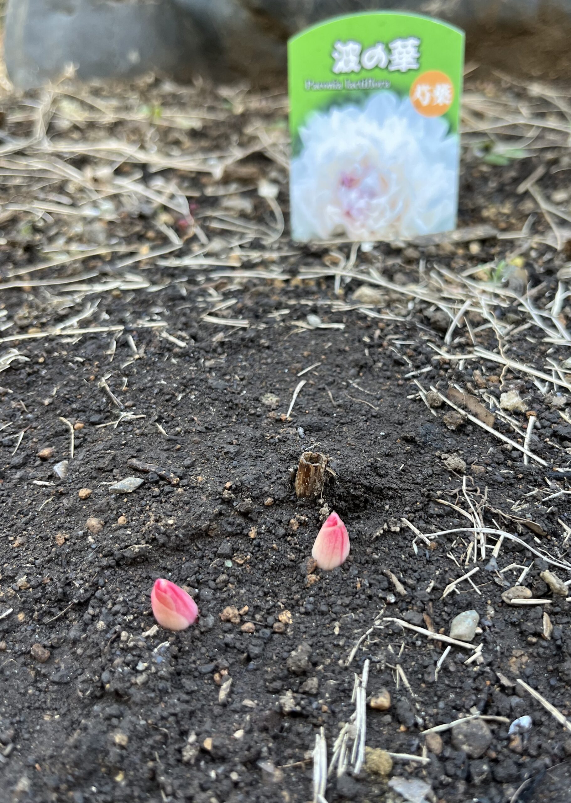 撮影：2026.3.15（日）