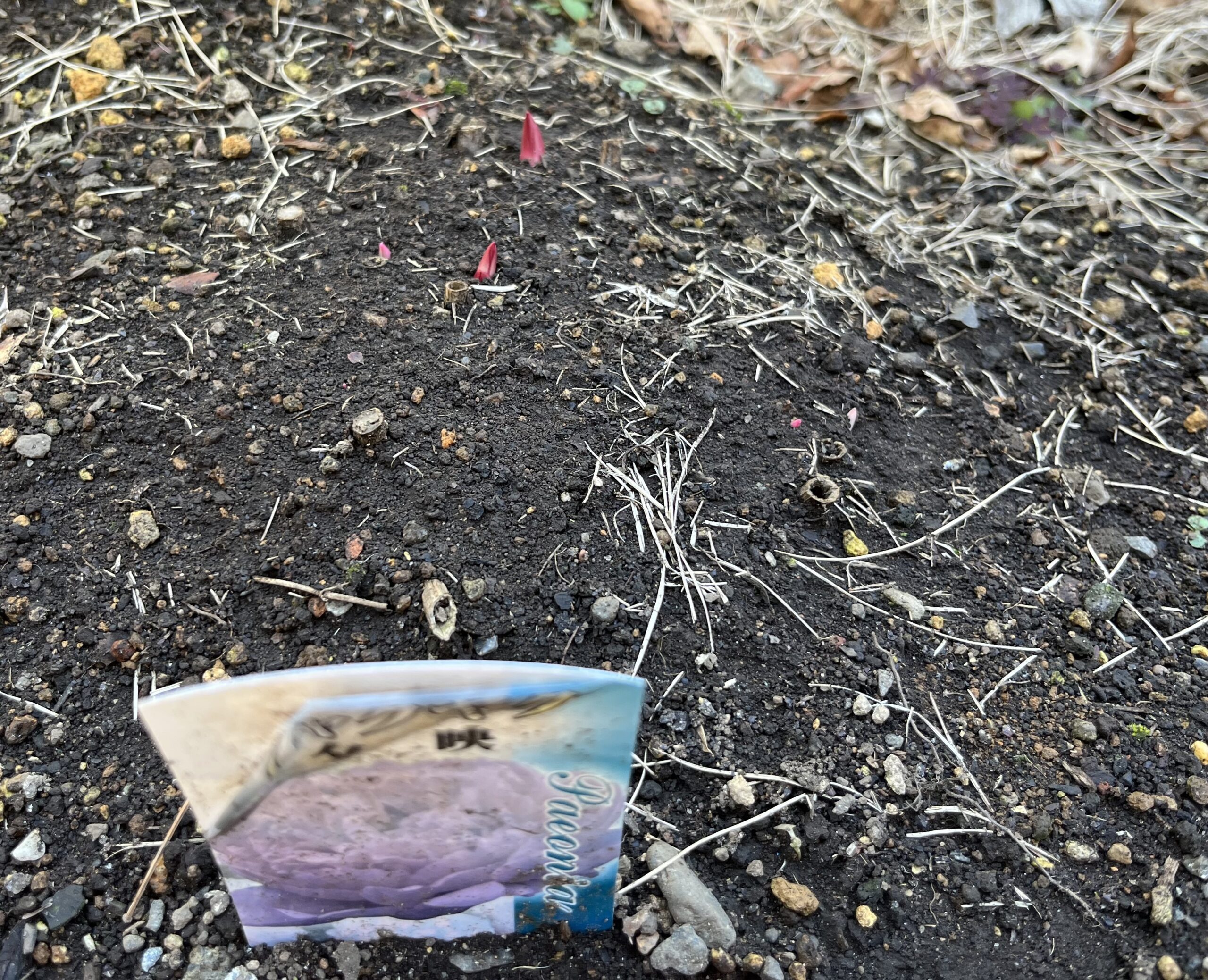 撮影：2026.3.15（日）