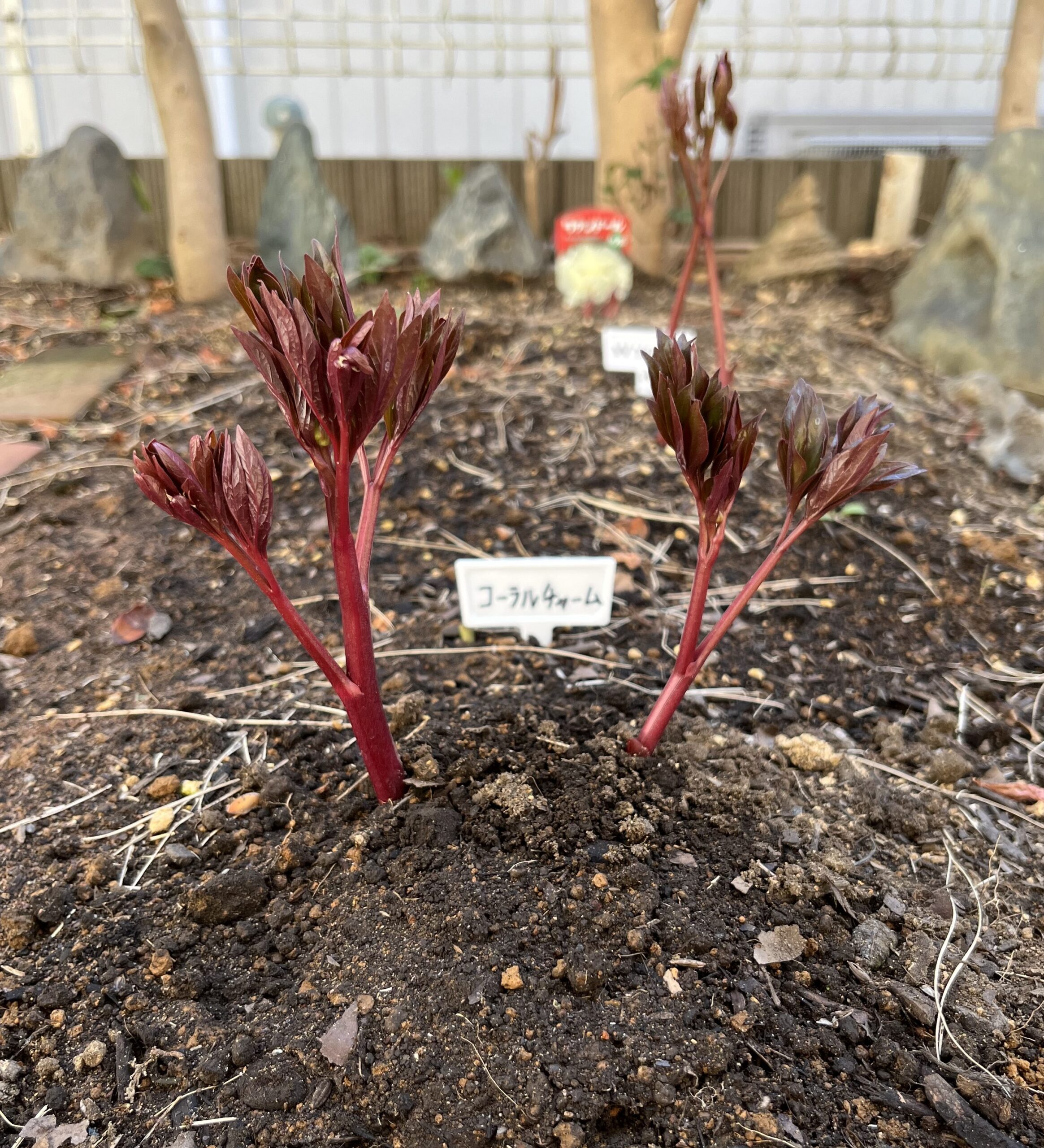 撮影：2026.3.15（日）