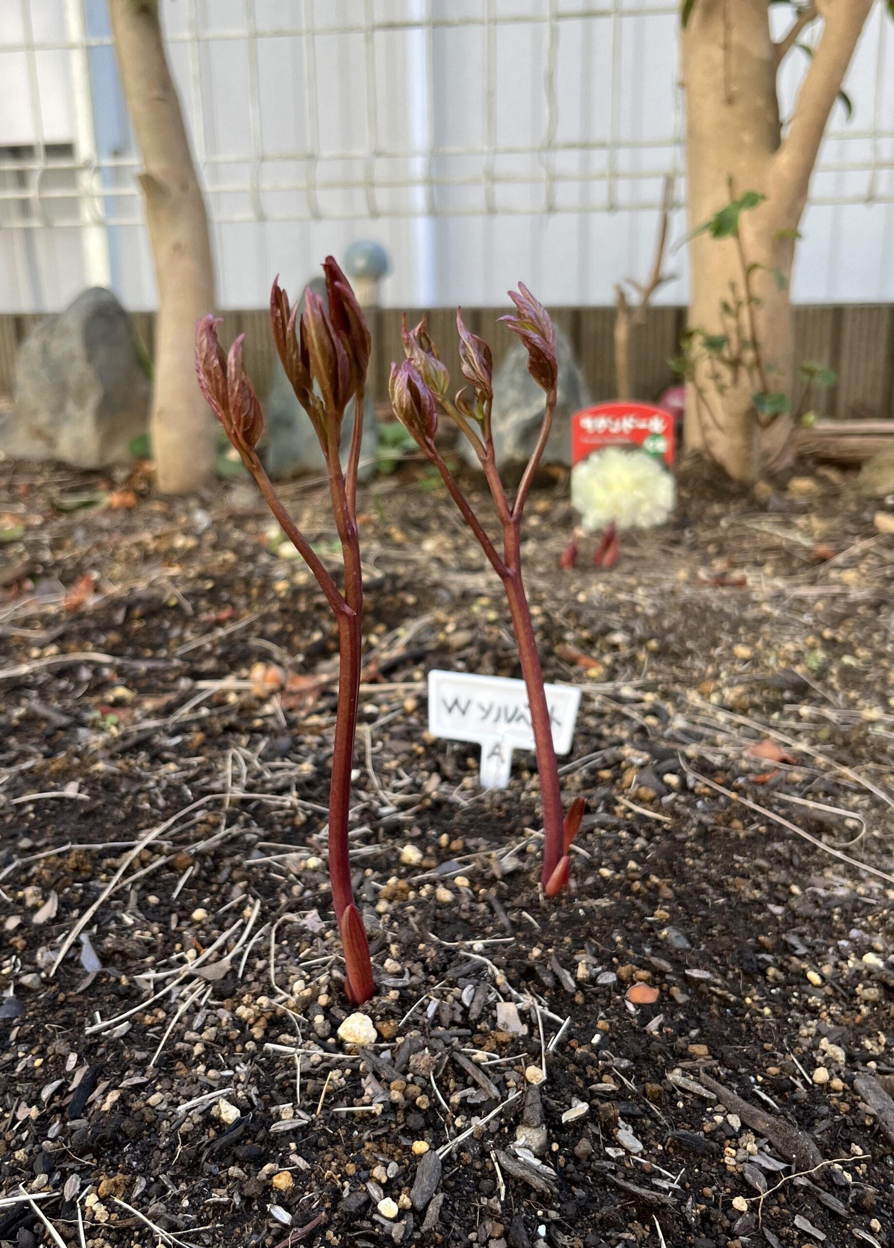 撮影：2026.3.15（日）