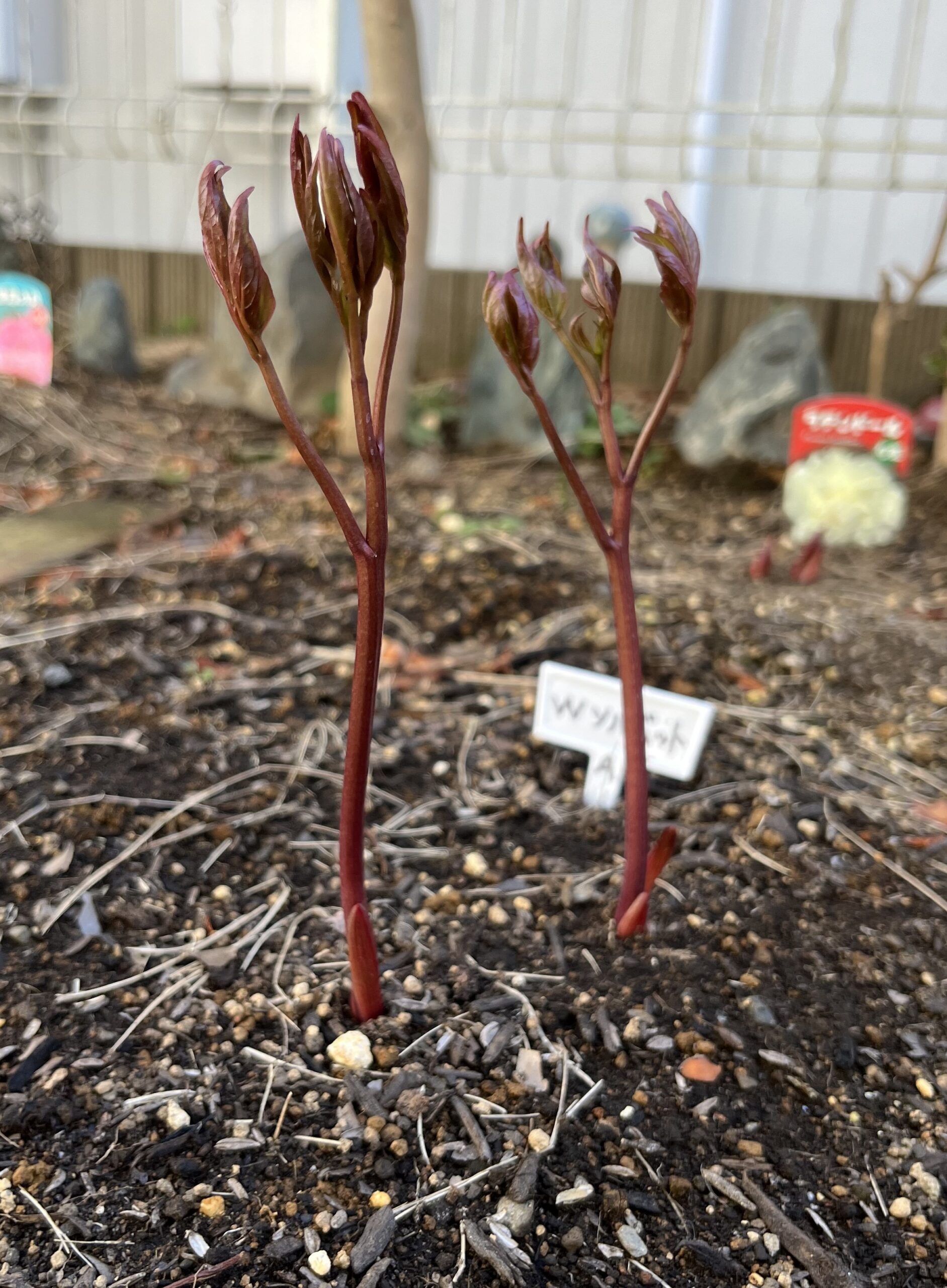 撮影：2026.3.15（日）