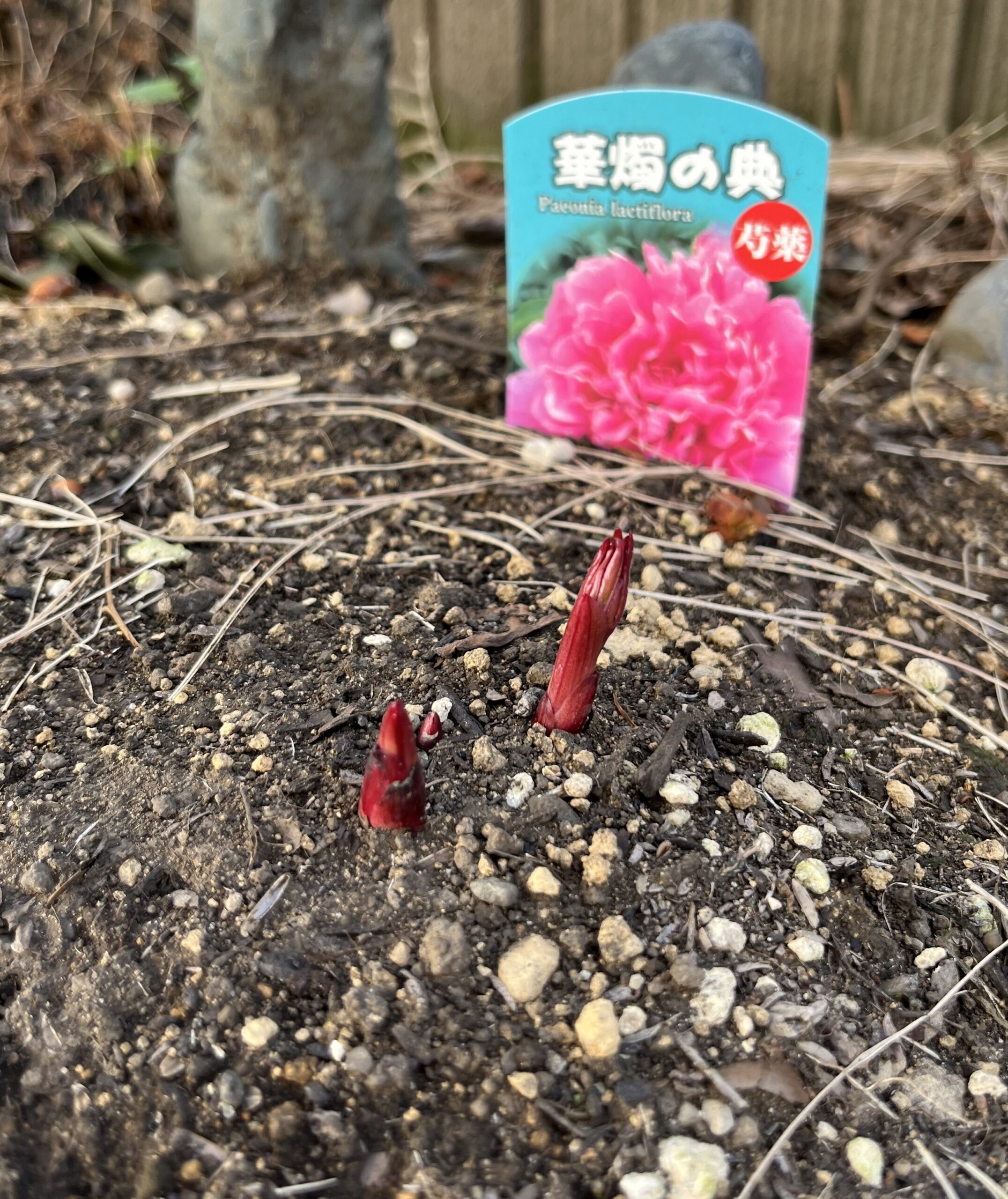 撮影：2026.3.15（日）