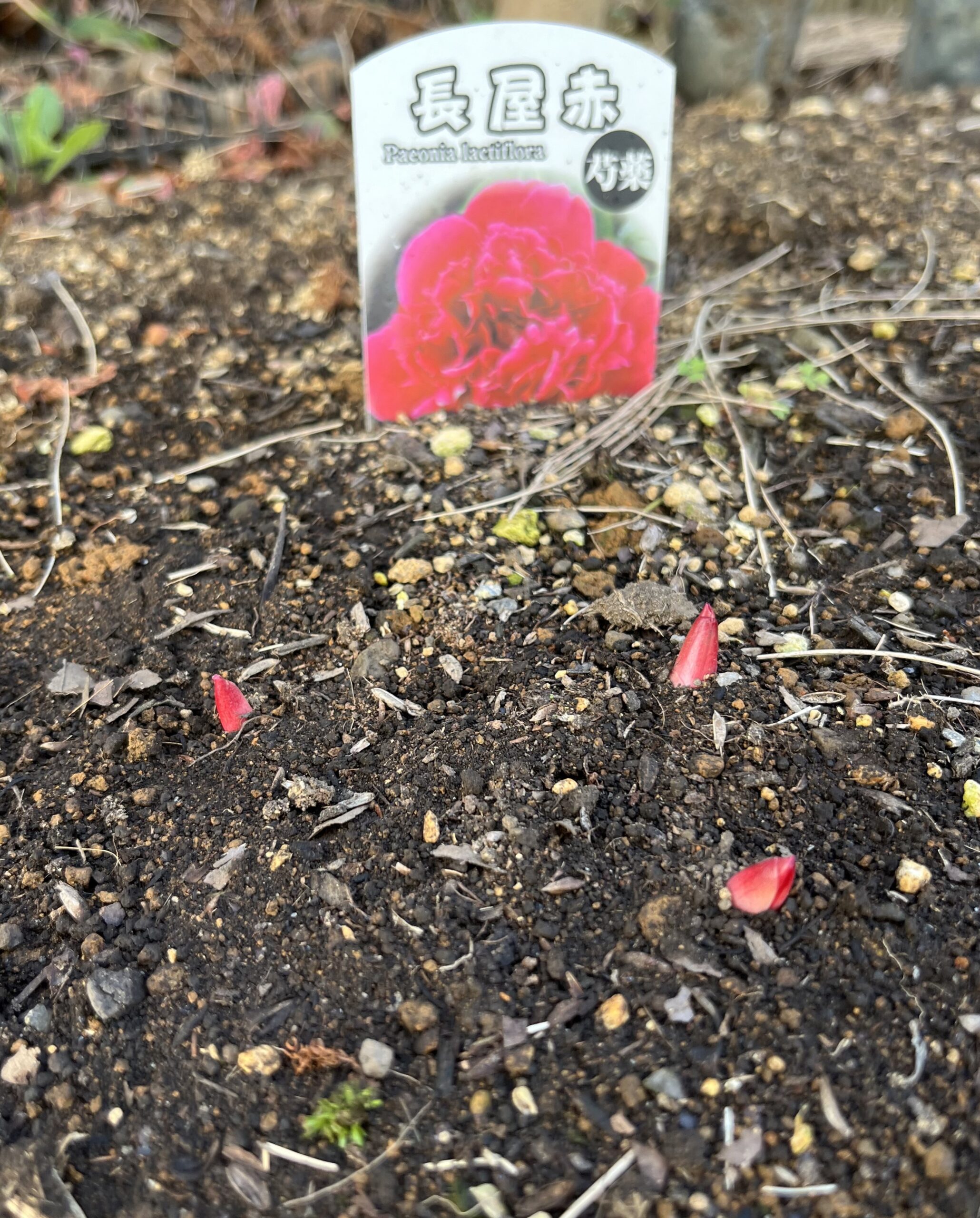 撮影：2026.3.15（日）