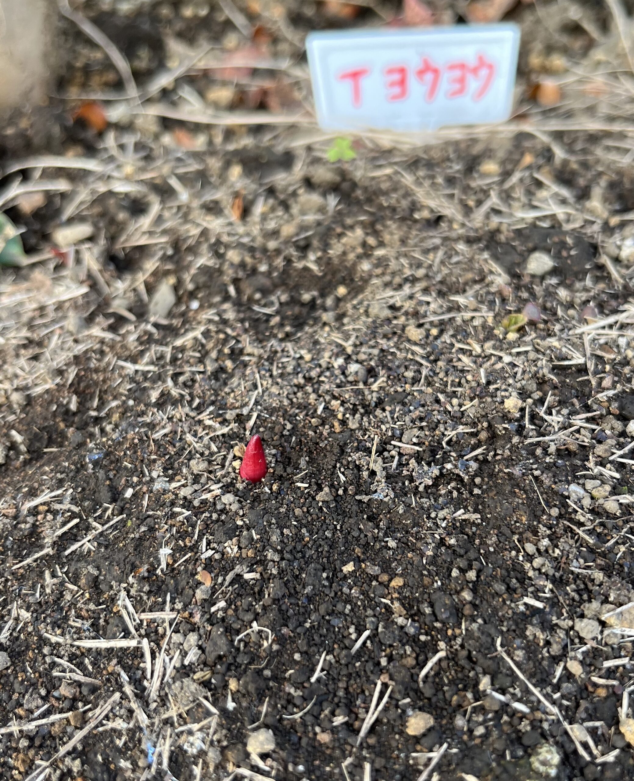 撮影：2026.3.15（日）