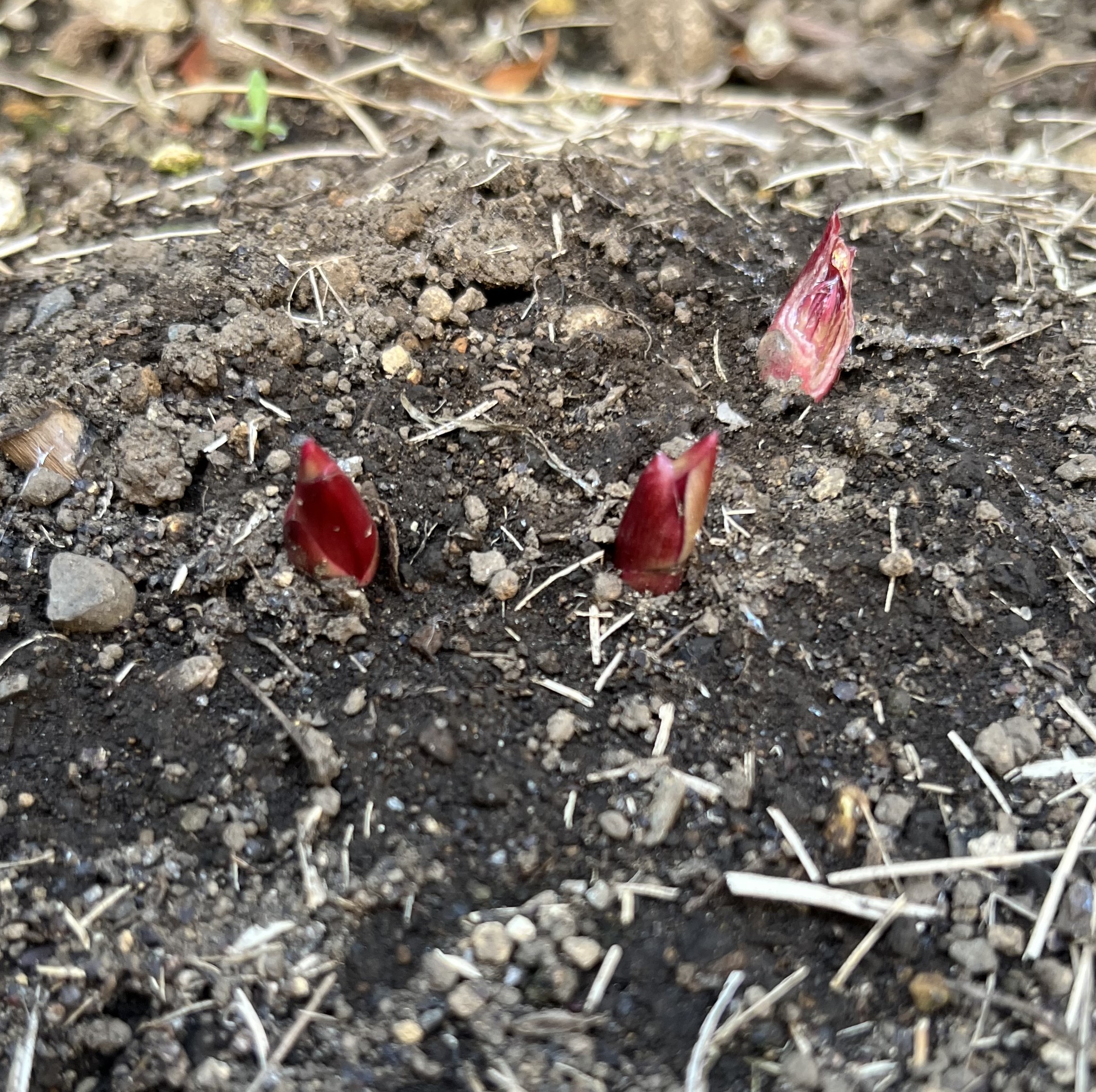 撮影：2026.3.15（日）