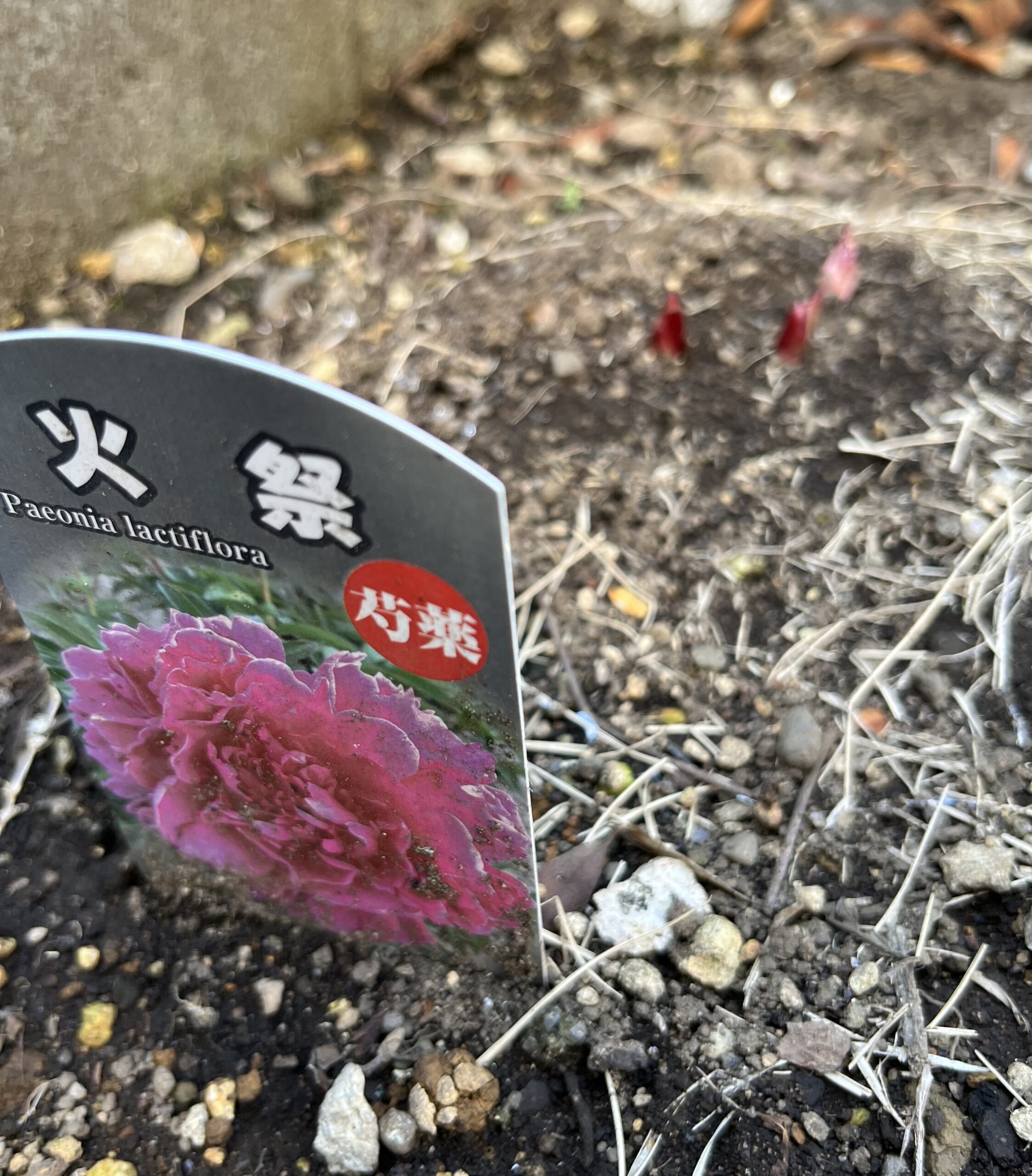 撮影：2026.3.15（日）