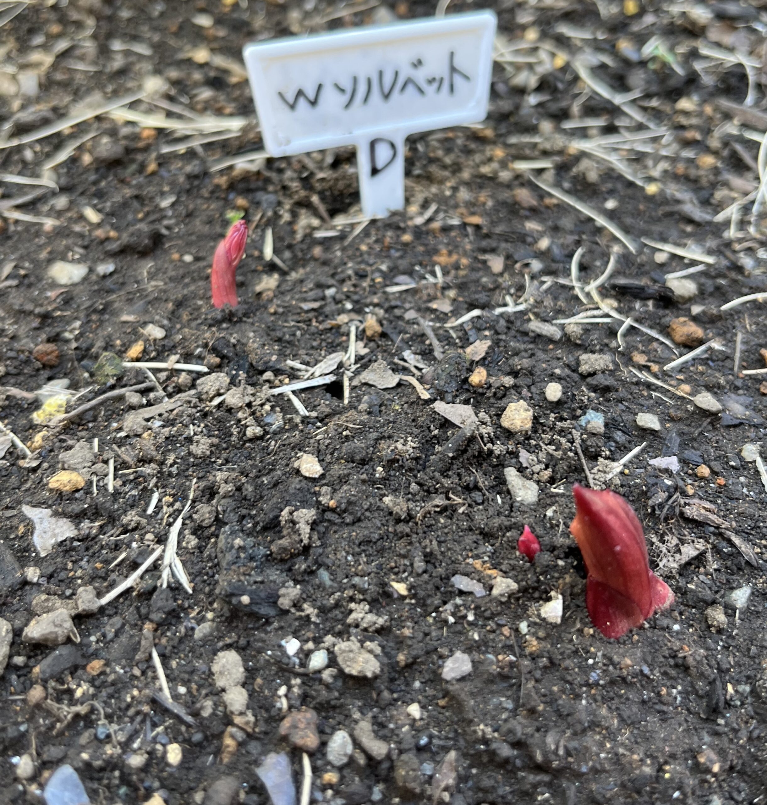 撮影：2026.3.15（日）