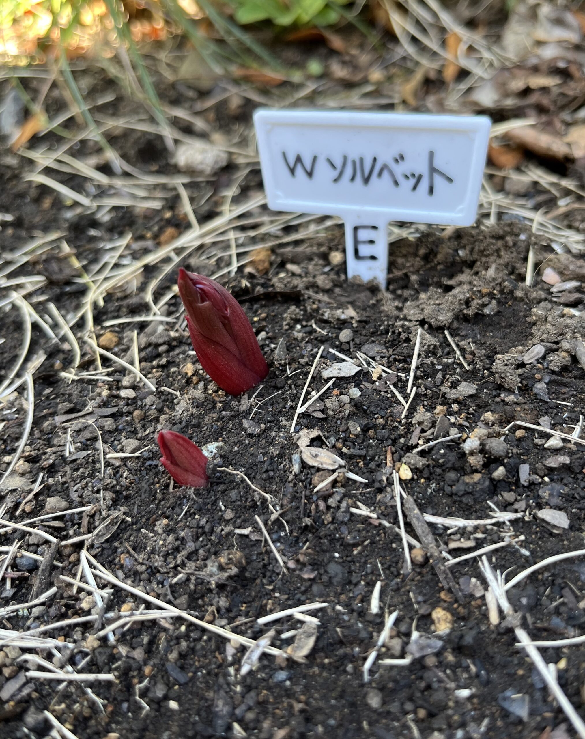 撮影：2026.3.15（日）