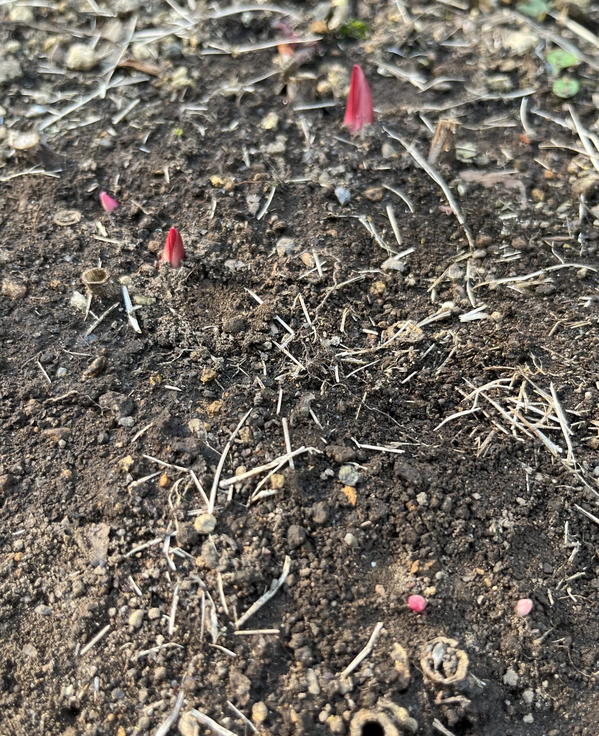 撮影：2026.3.15（日）